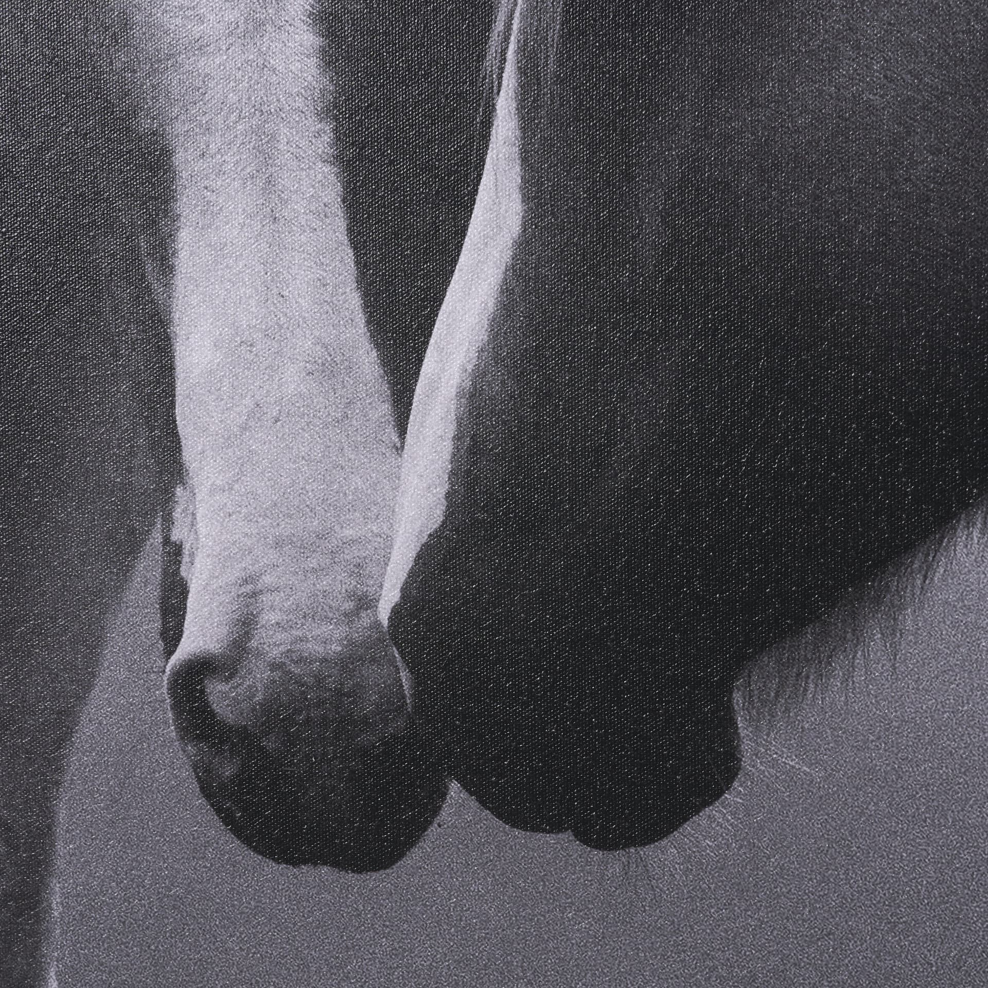Horse Harmony - Caress by Laura Warren a Hand Embellished Framed Photo Art Print Matted under Glass — product photograph