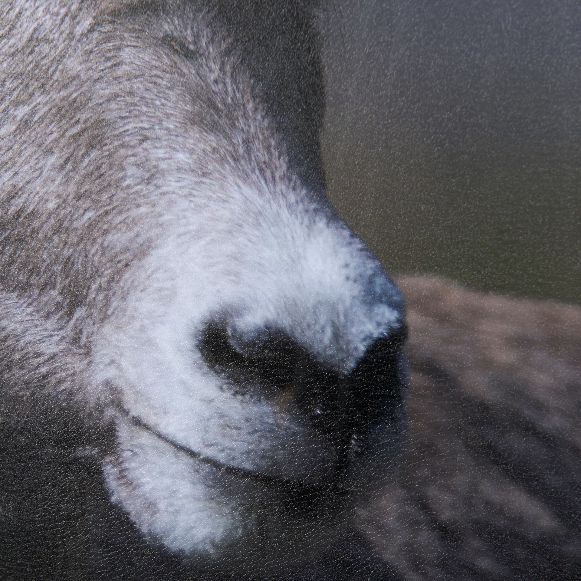 Big Horn Sheep by Chad Mackay a Hand Embellished Textured Framed Photo Art Print Matted under Glass — product photograph