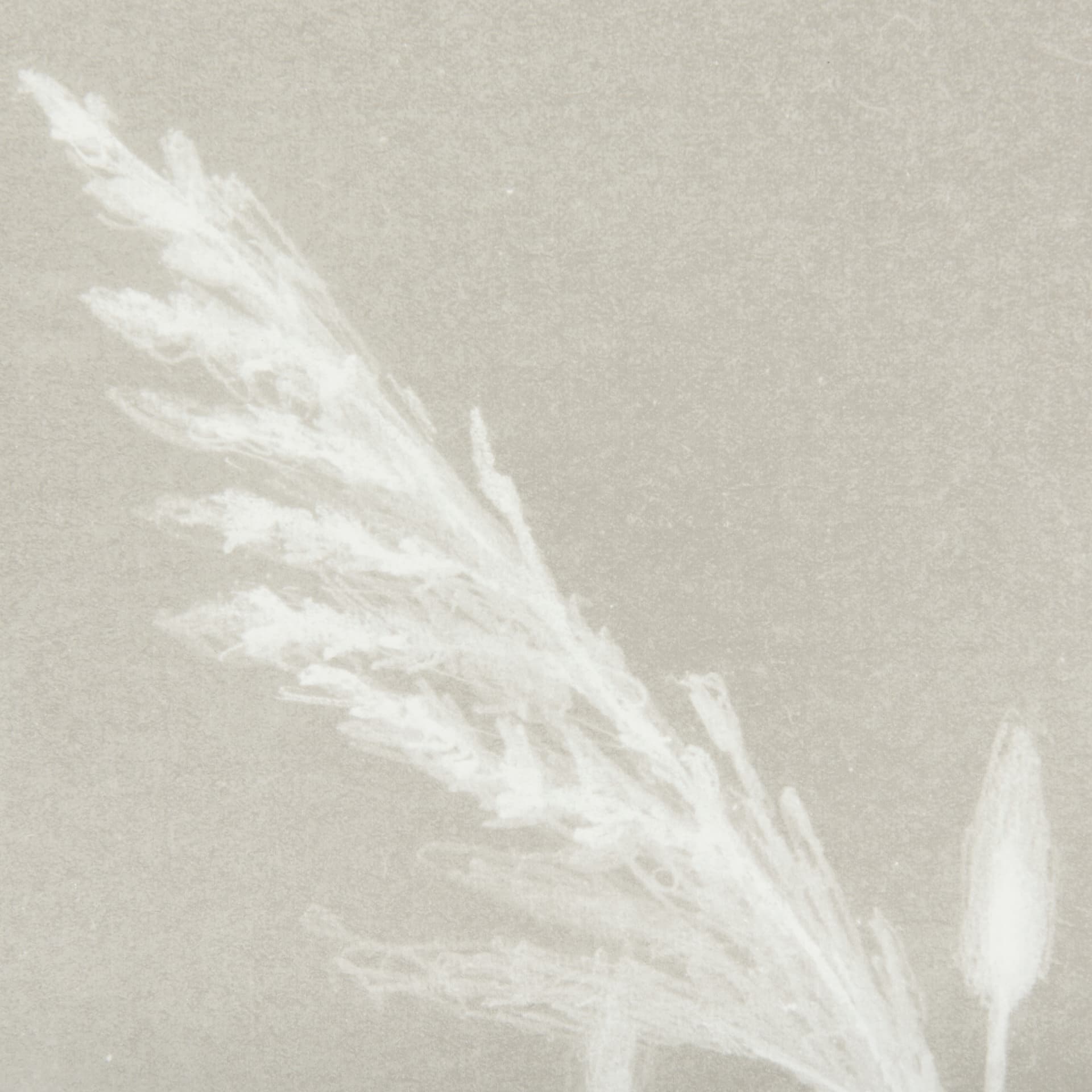 Growing Along The River IV by Mercana Studio Framed Matted under Glass — product photograph