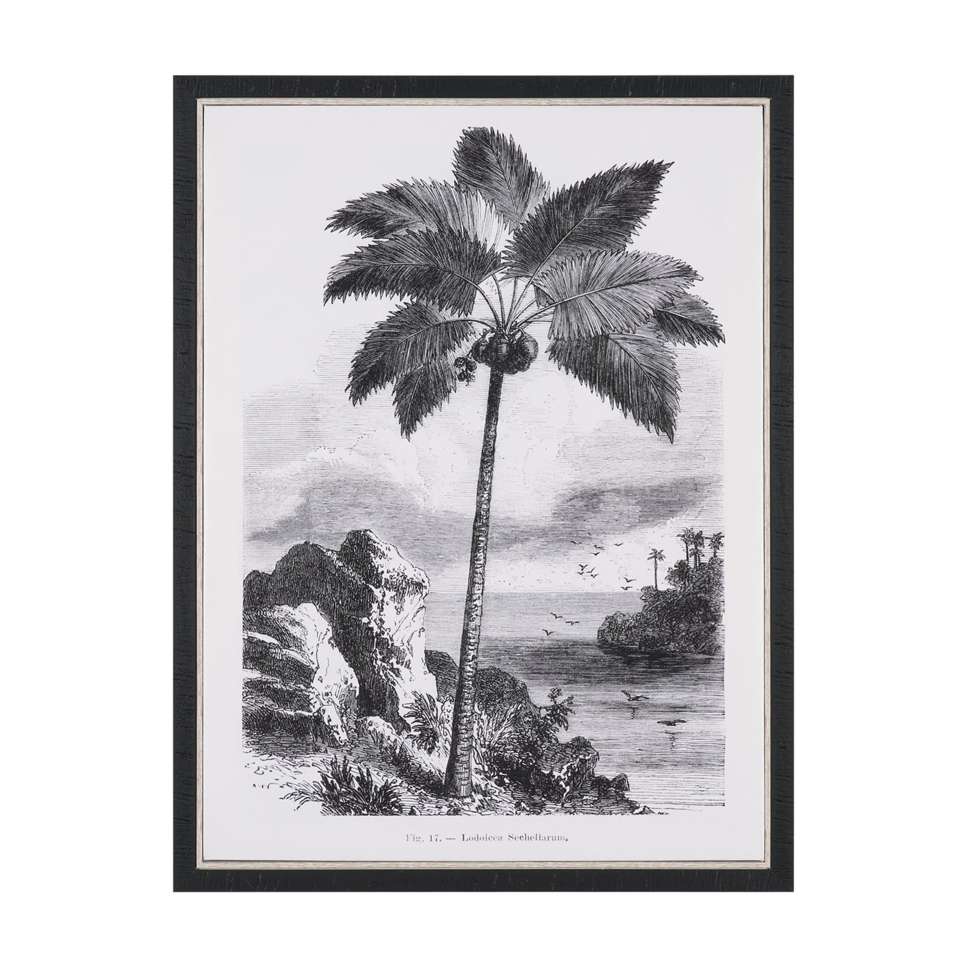 Vintage Palm Tree Drawing I by Les Palmiers Histoire Embellished Textured Framed Canvas — product photograph