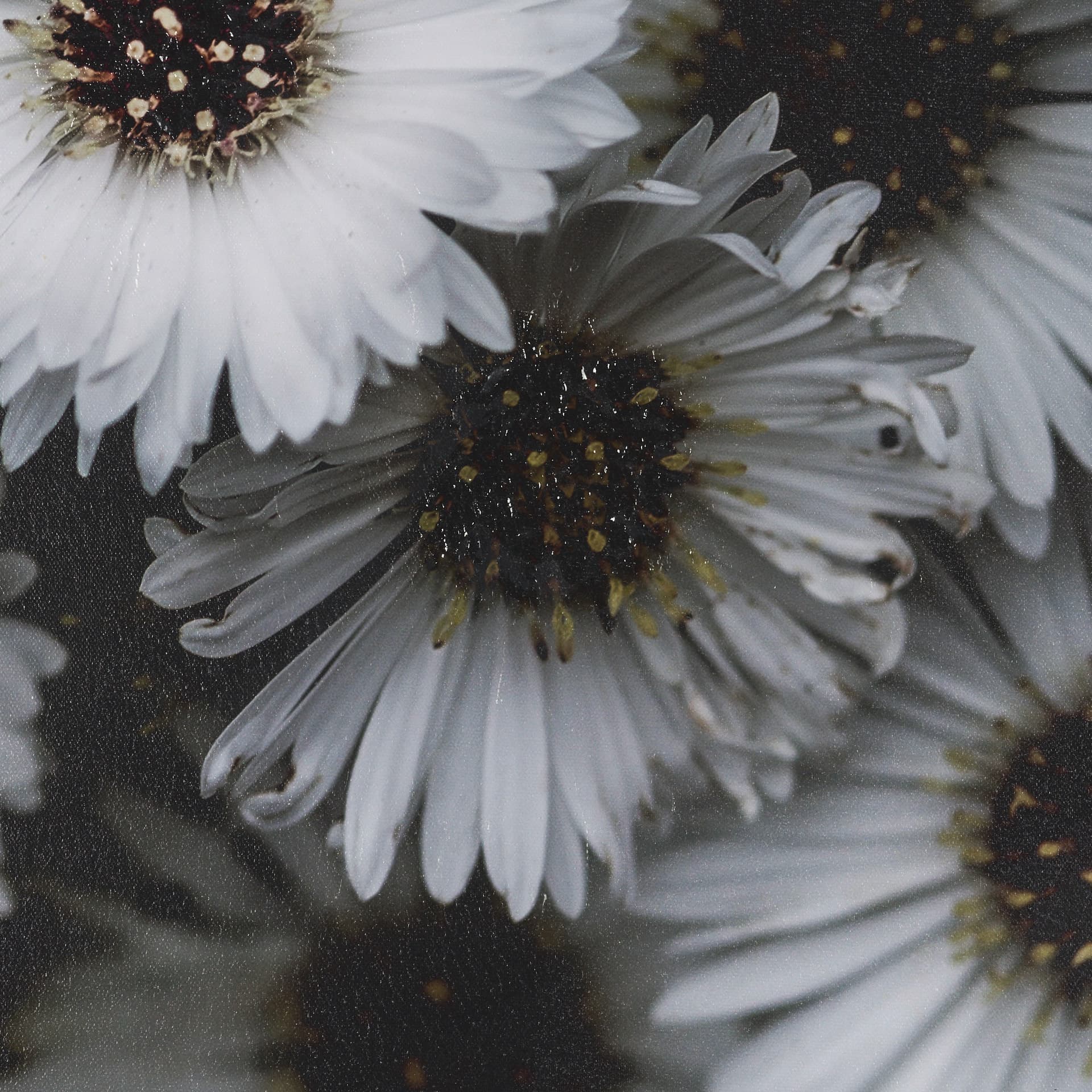 Tiny Flowers 3 by Mareike Bohmer Hand-Embellished Textured Framed Canvas Art Print — product photograph