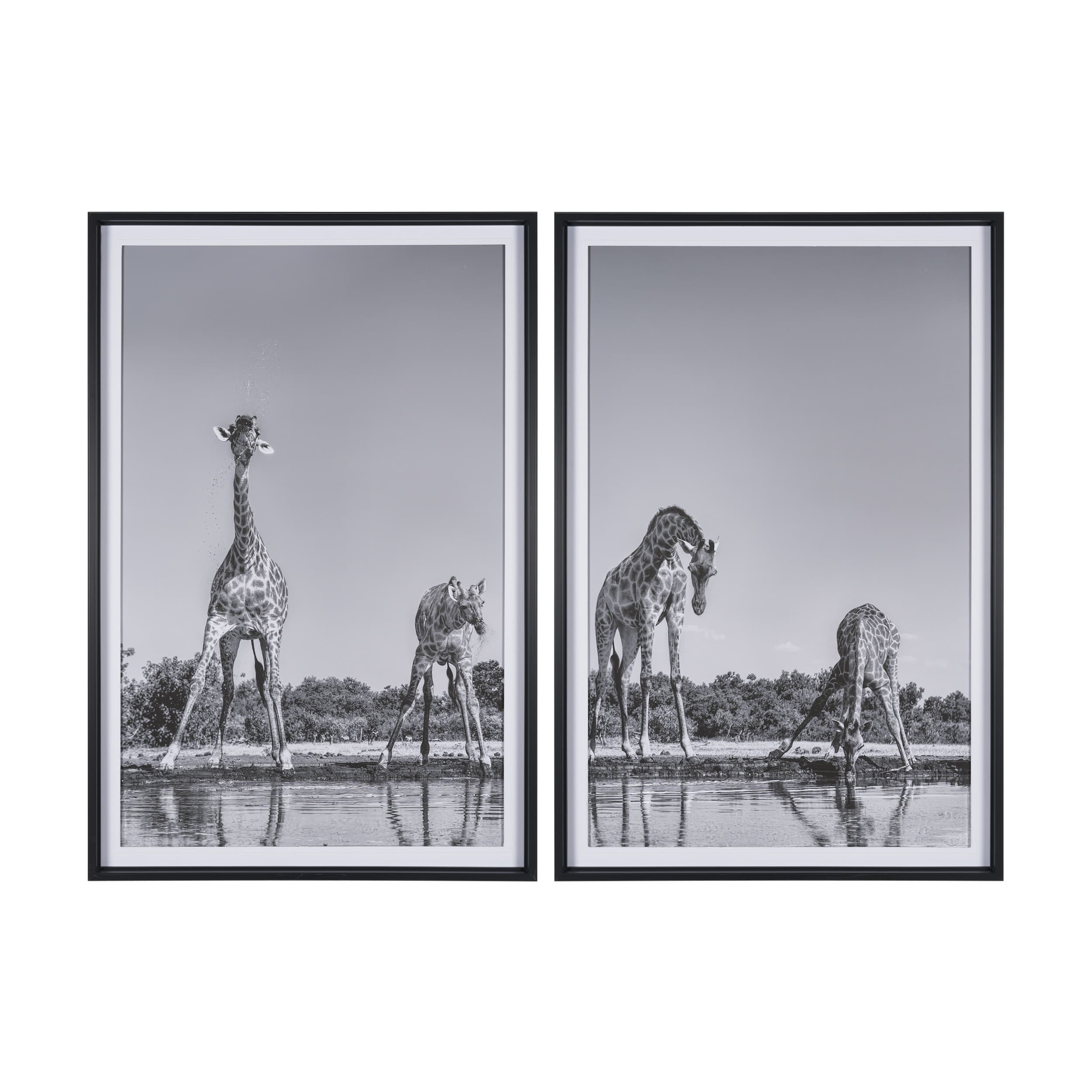 Thirsty Savanna Giraffes(Set of 2) by Jun Zuo Hand-Embellished Framed Photo Print Matted under Glass — product photograph
