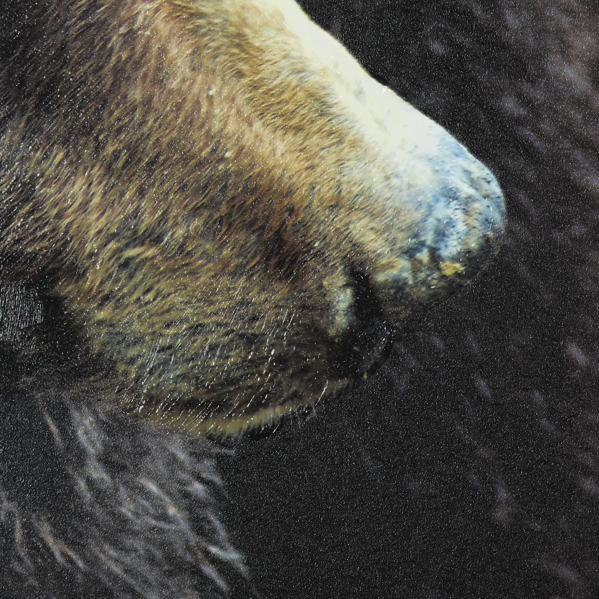 Grizzly Bear by Chad Mackay a Hand Embellished Textured Framed Photo Art Print Matted under Glass — product photograph