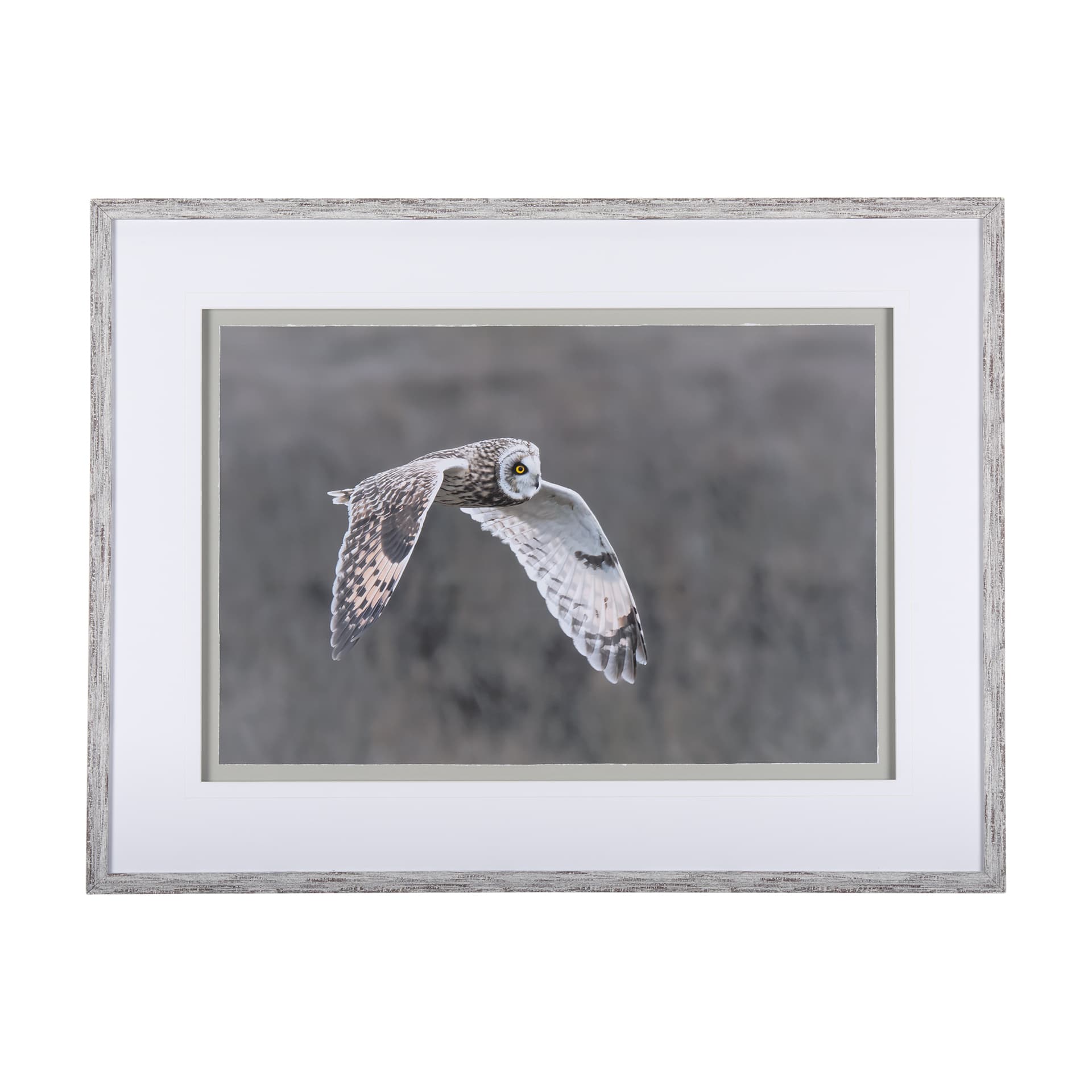 Owl in Flight by Chad Mackay a Framed Photo Art Print Matted under Glass — product photograph