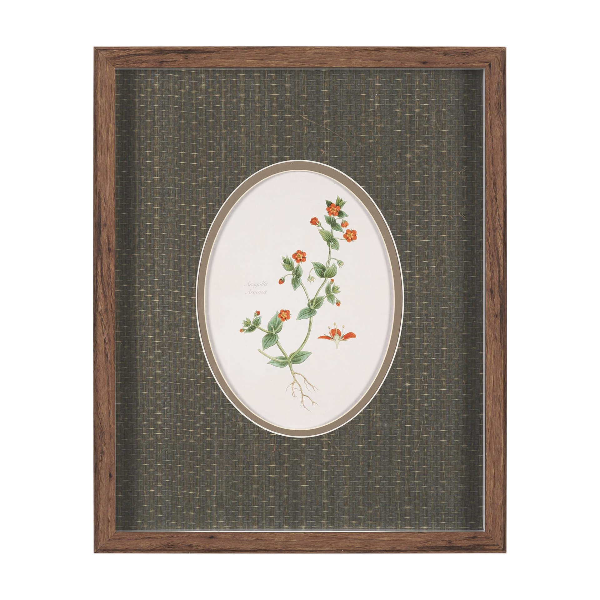 Anagallis Arvensis Flowers by Pierre Joseph Redoute a Hand Embellished Framed Print under Glass — product photograph