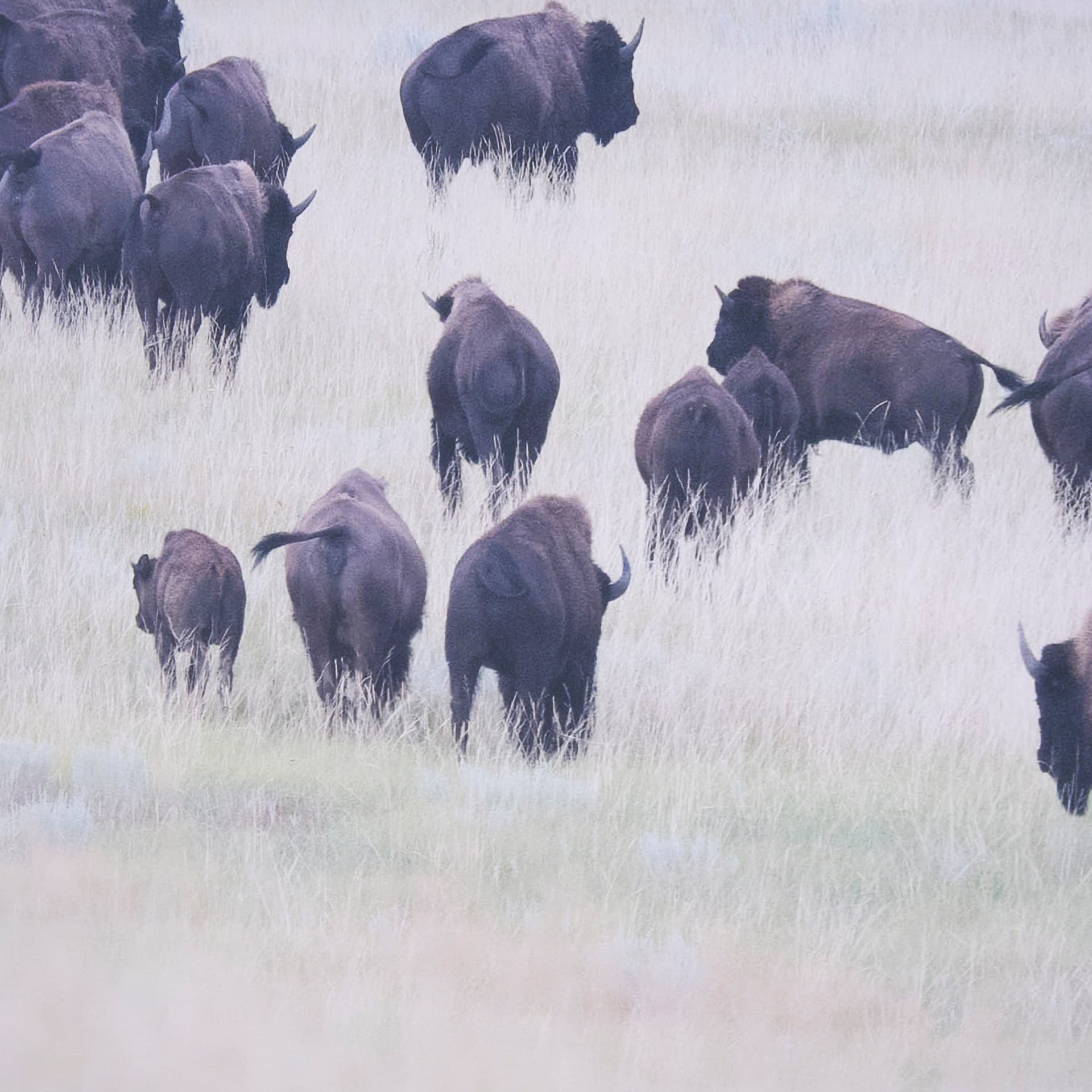 Grazing Herd (Set of 2) by Chad Mackay a Framed Photo Art Print Matted under Glass — product photograph
