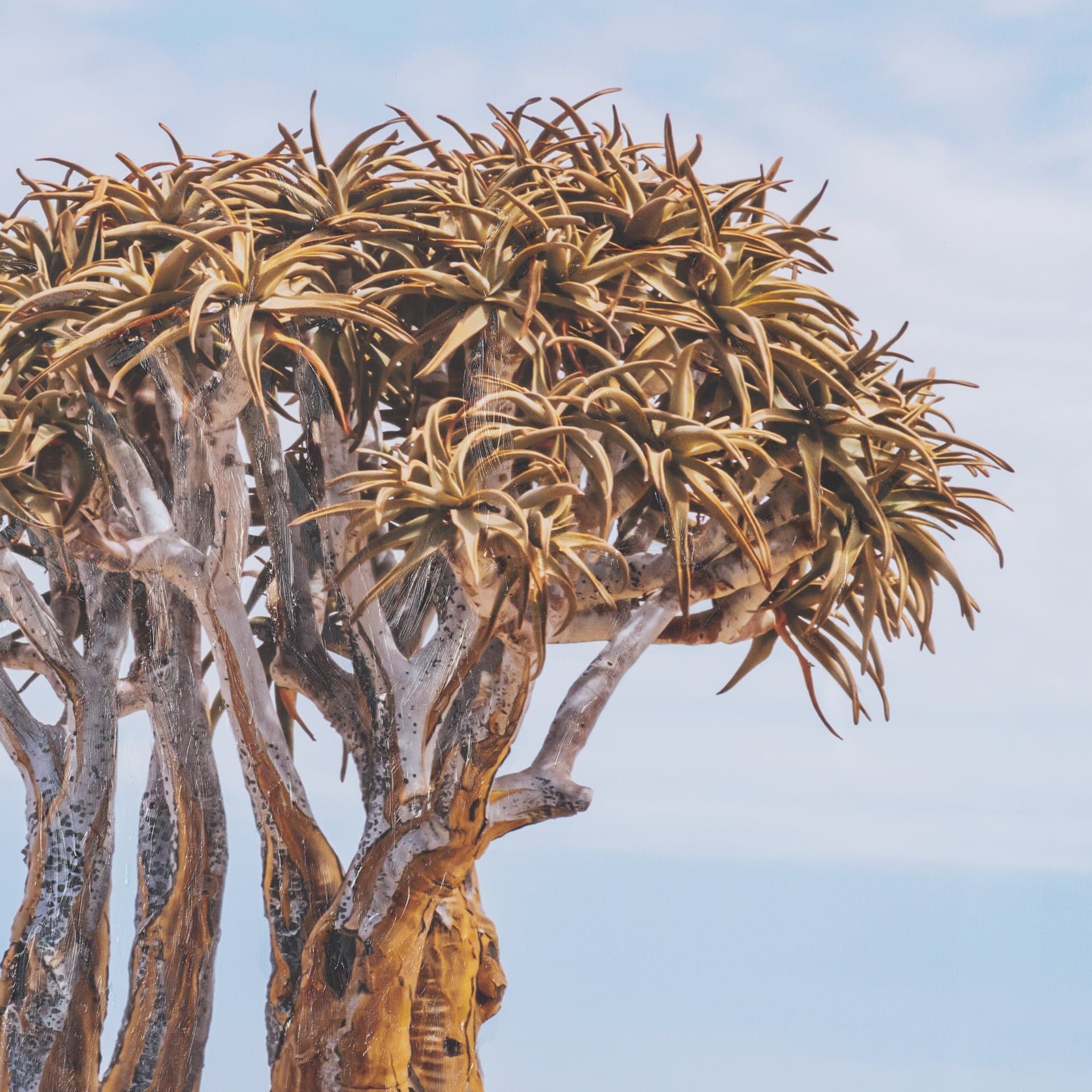 Namibia Tree in Desert by Richard Silver Textured Framed Photo Print Matted under Glass — product photograph