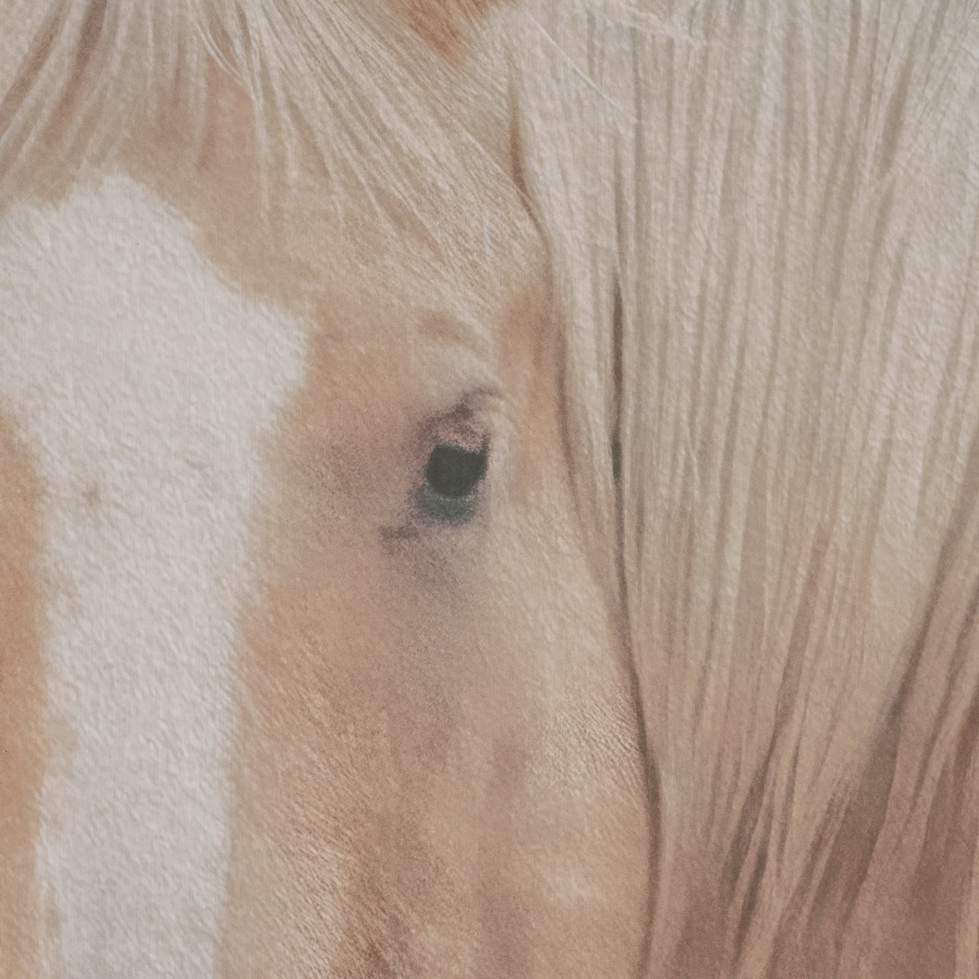 Looking Back by Nathan Larson FramedPhoto Print Matted under Glass — product photograph