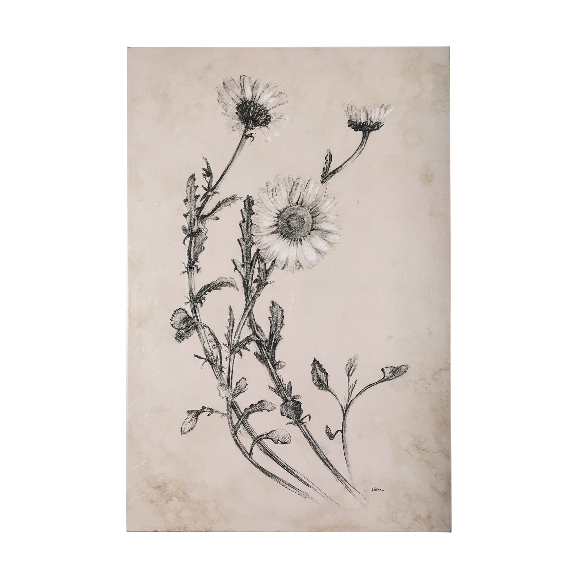 Chamomile Drawing I by Mercana Studio a Hand Embellished Textured Canvas — product photograph