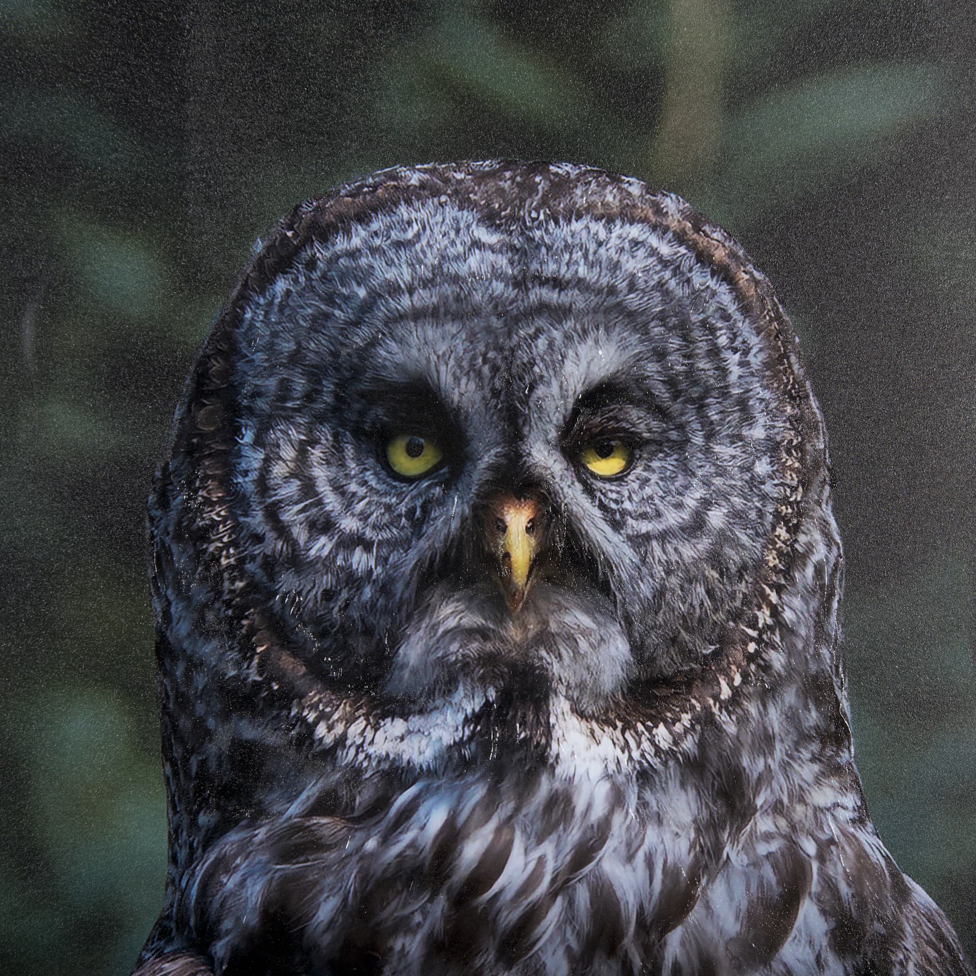 Night Owl by Chad Mackay a Hand Embellished Textured Framed Photo Art Print Matted under Glass — product photograph