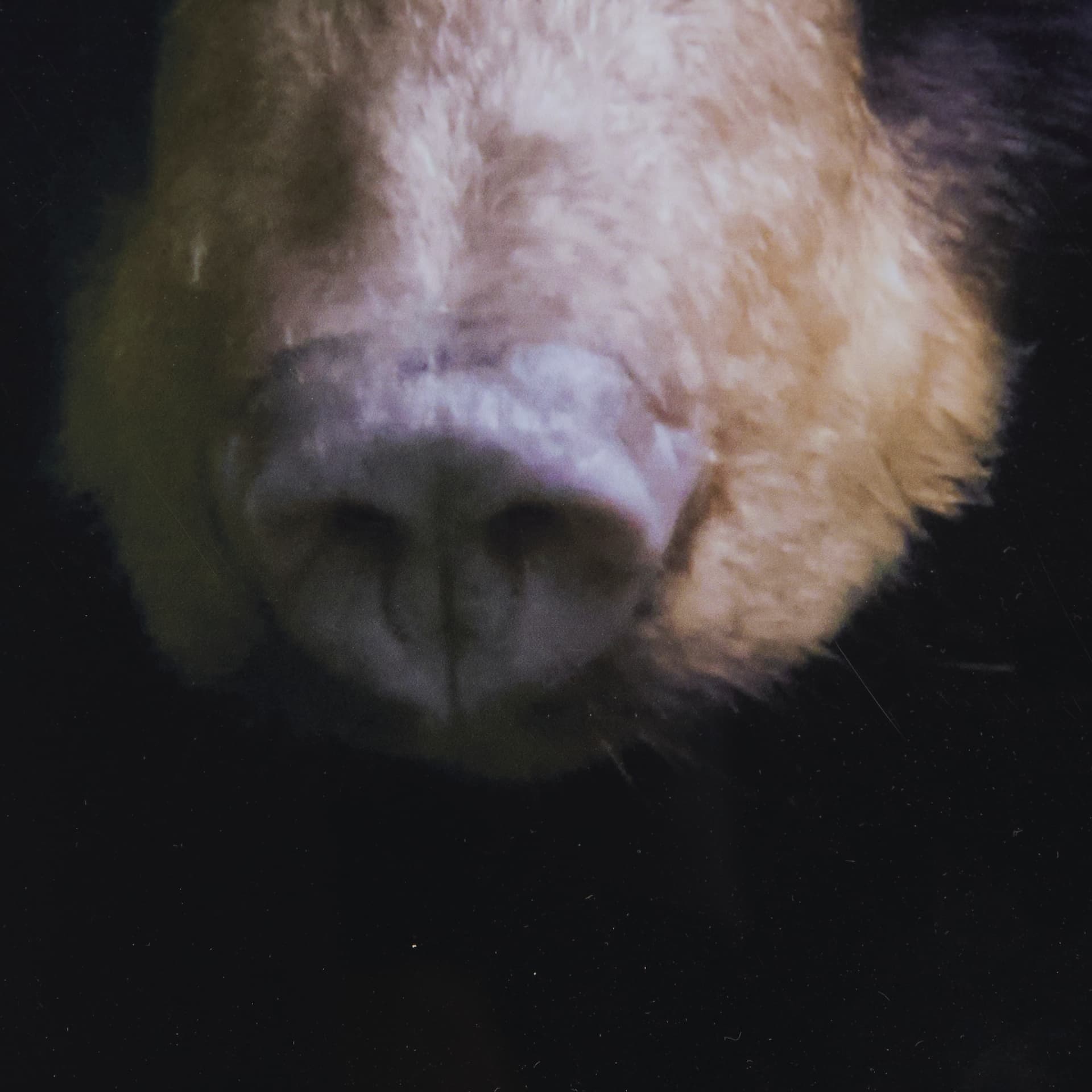 Bear by Chad Mackay a Framed Photo Art Print Matted under Glass — product photograph