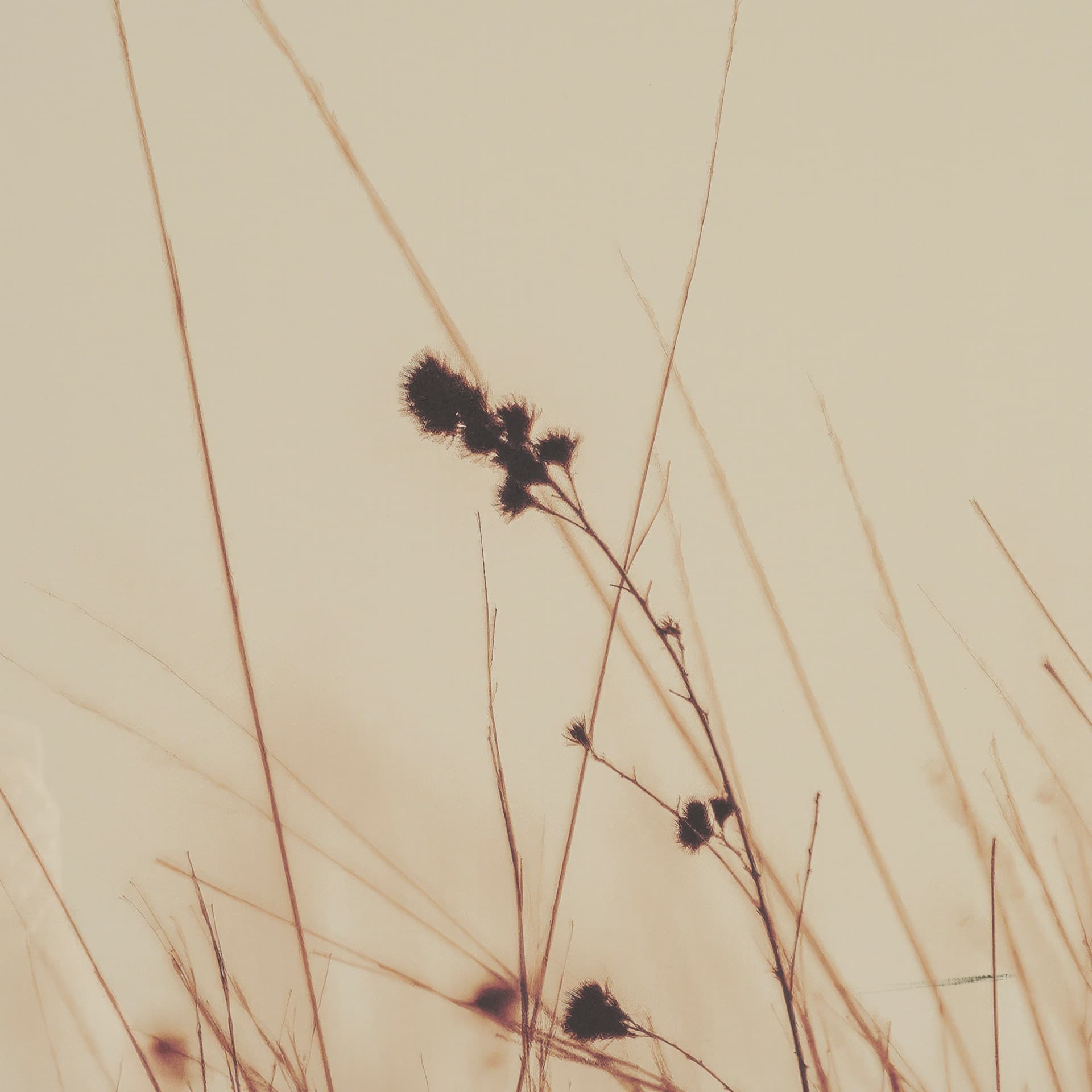 Meadowlark Call Antique by Nathan Larson FramedPhoto Matted under Glass — product photograph