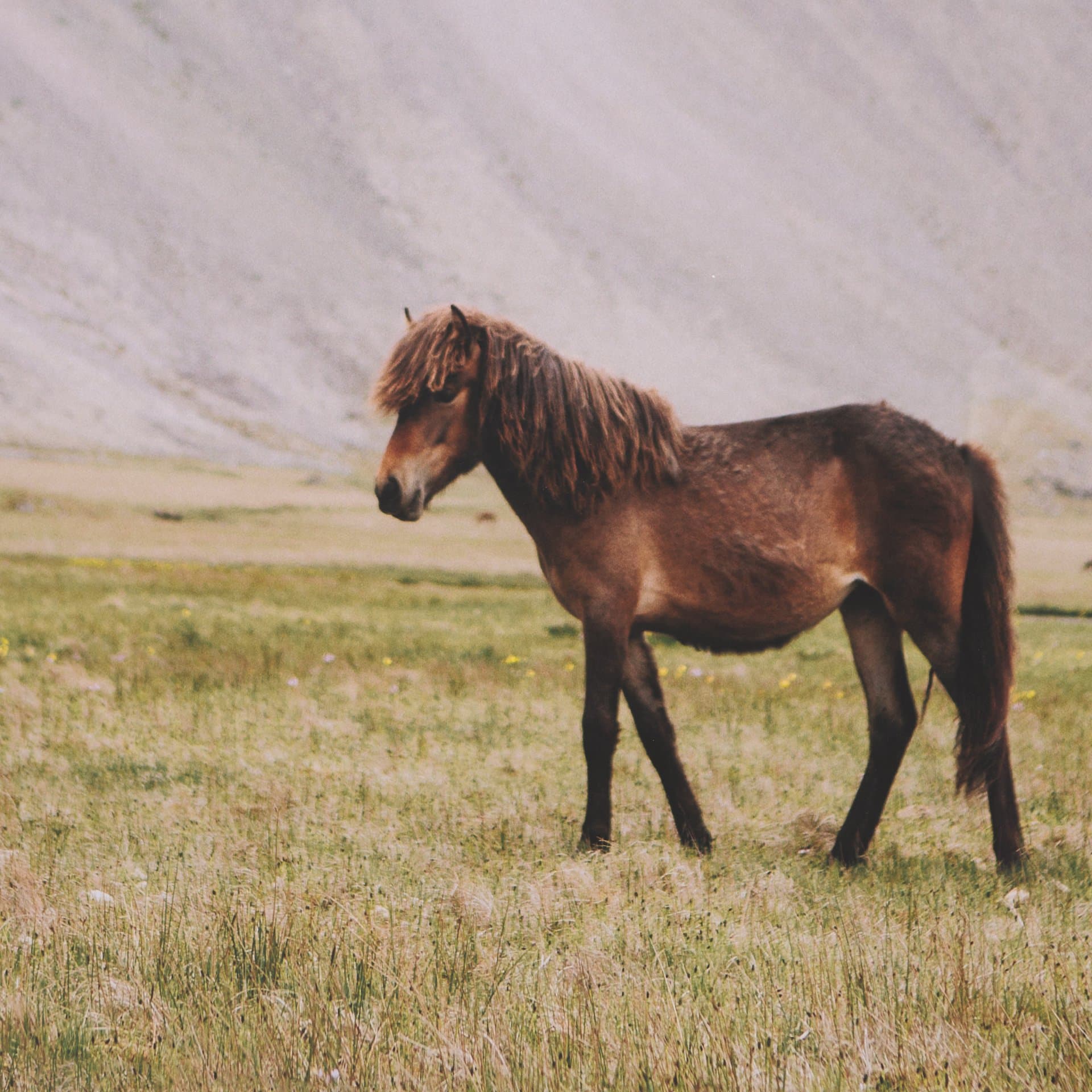 Icelandic Horse by Stefan and Audrey Framed Photo Print Matted under Glass — product photograph