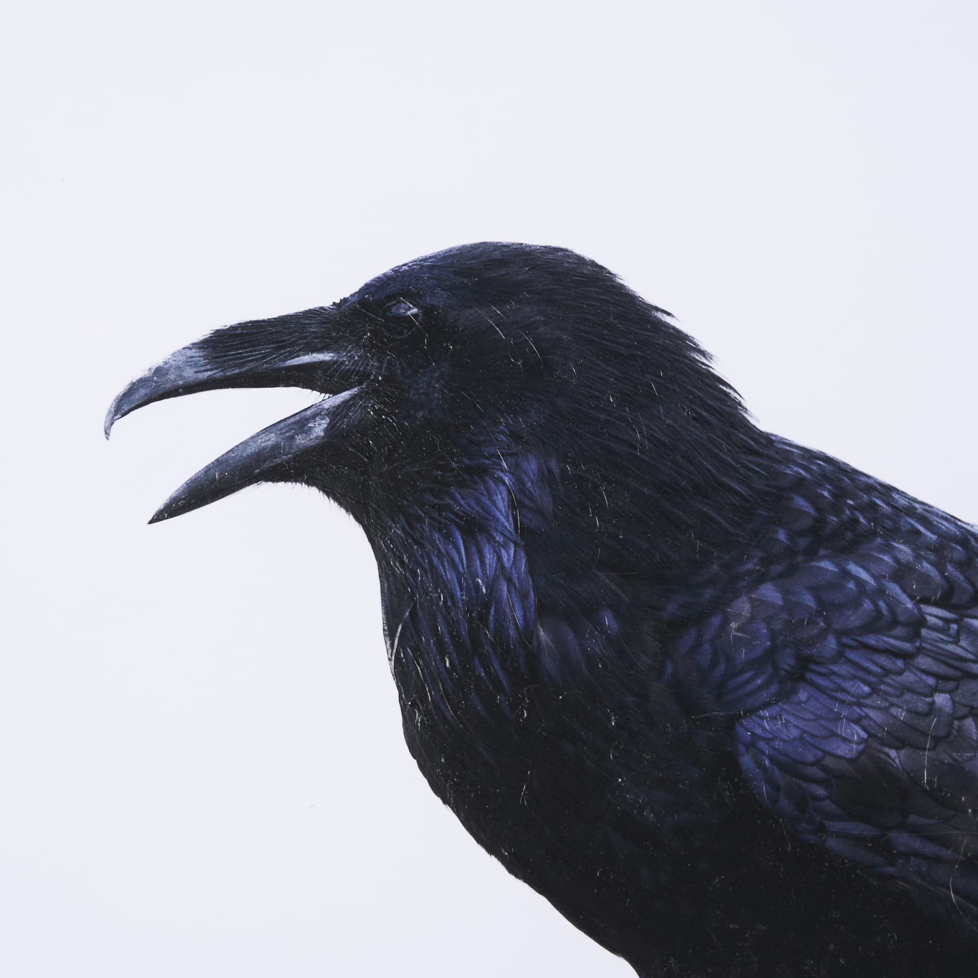 Raven Beauty by Gary Blatter a Hand Embellished Textured Framed Photo Art Print Matted under Glass — product photograph