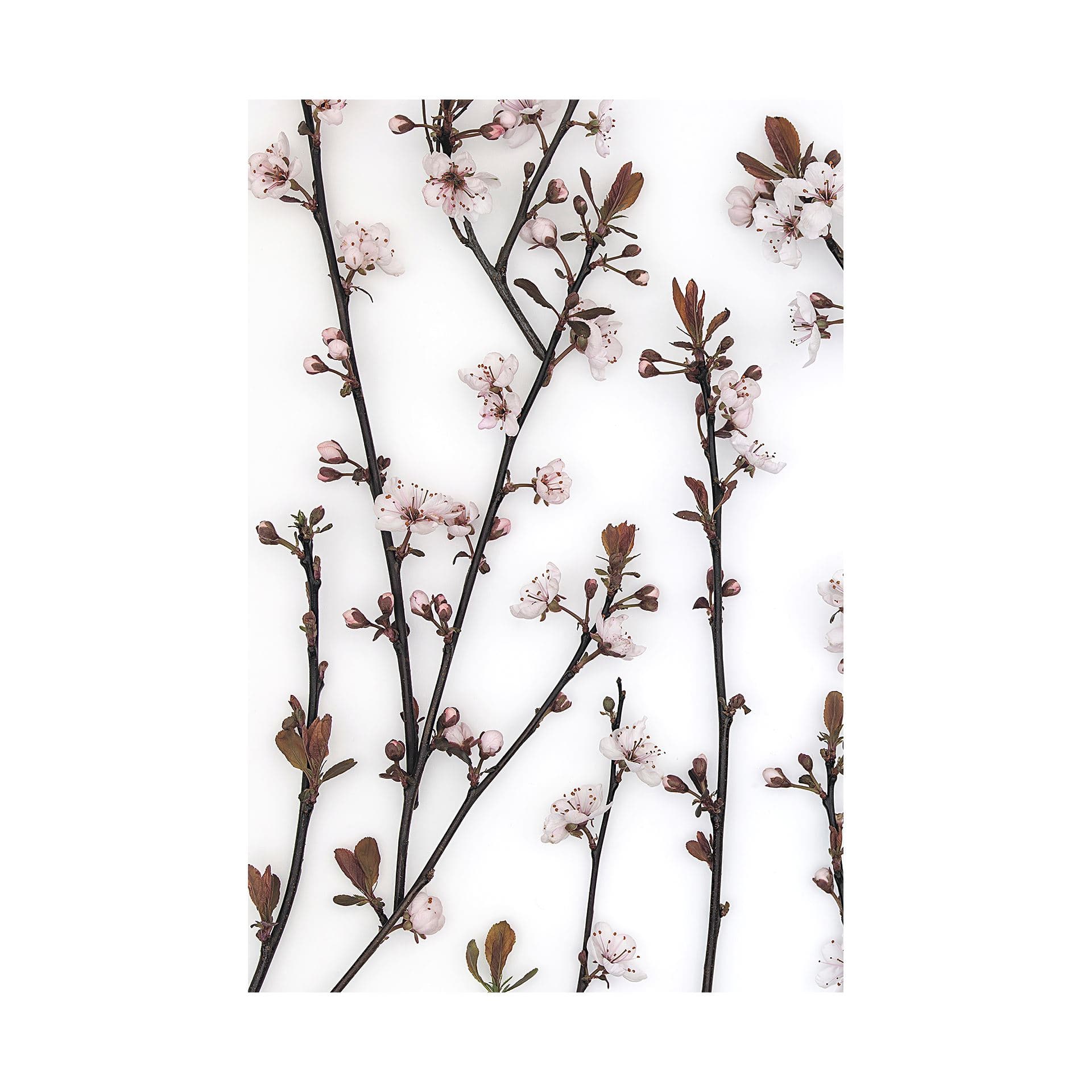 Budding Blossom by Frank Assaf a Hand Embellished Textured Canvas — product photograph