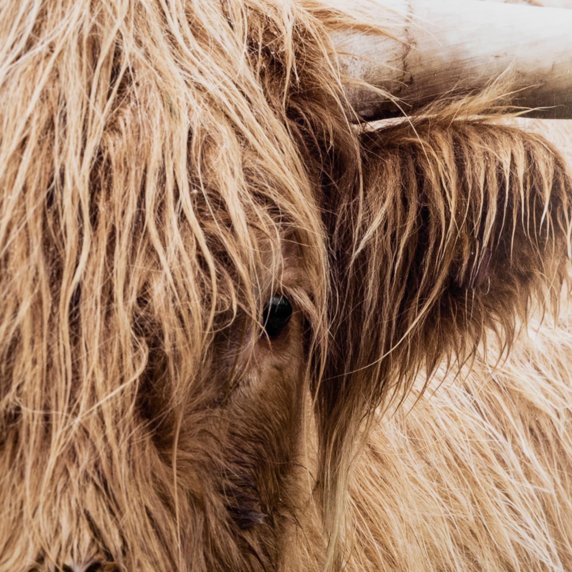 Bernie by Assaf Frank a Framed Photo Art Print Matted under Glass — product photograph