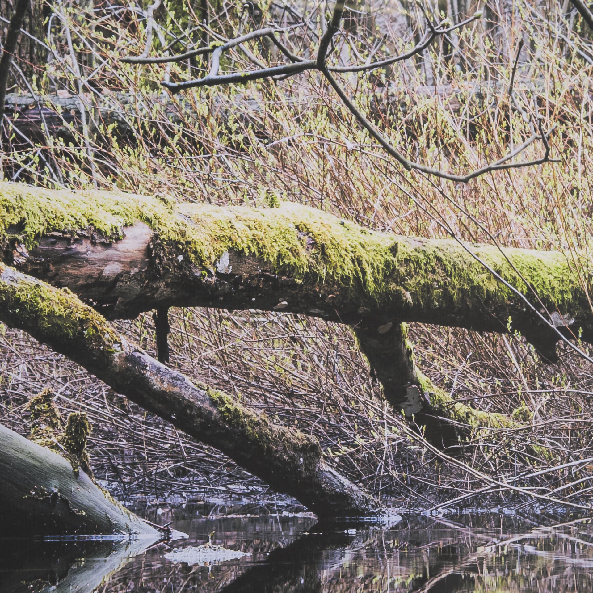 Branchscape Moss - Reflect by Mikael Svensson a Framed Photo Art Print Matted under Glass — product photograph