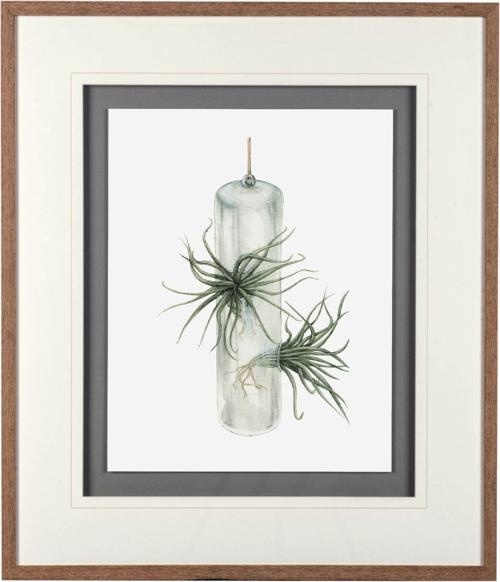 Air Plant 5 by Harvey, Brenna a Framed Art Print Matted under Glass — product photograph