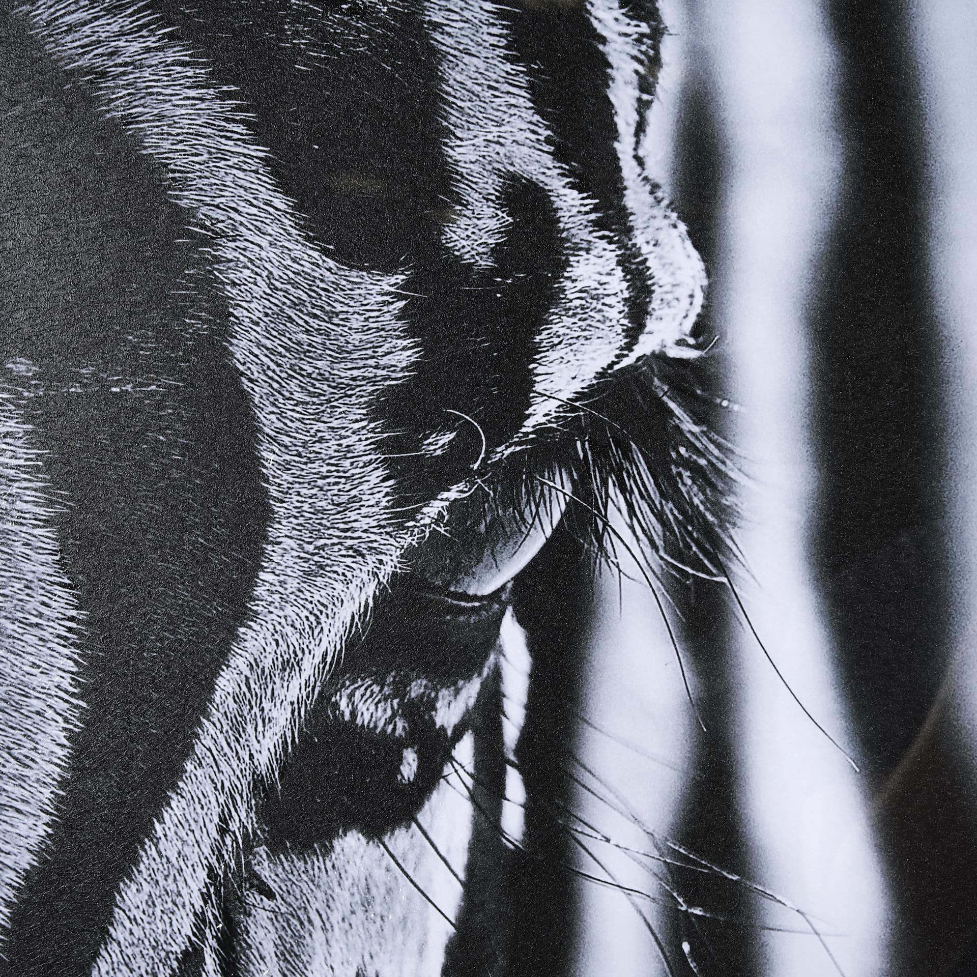 The look of Nature by Mercana Studio a Hand Embellished Textured Framed Photo Art Print Matted under — product photograph