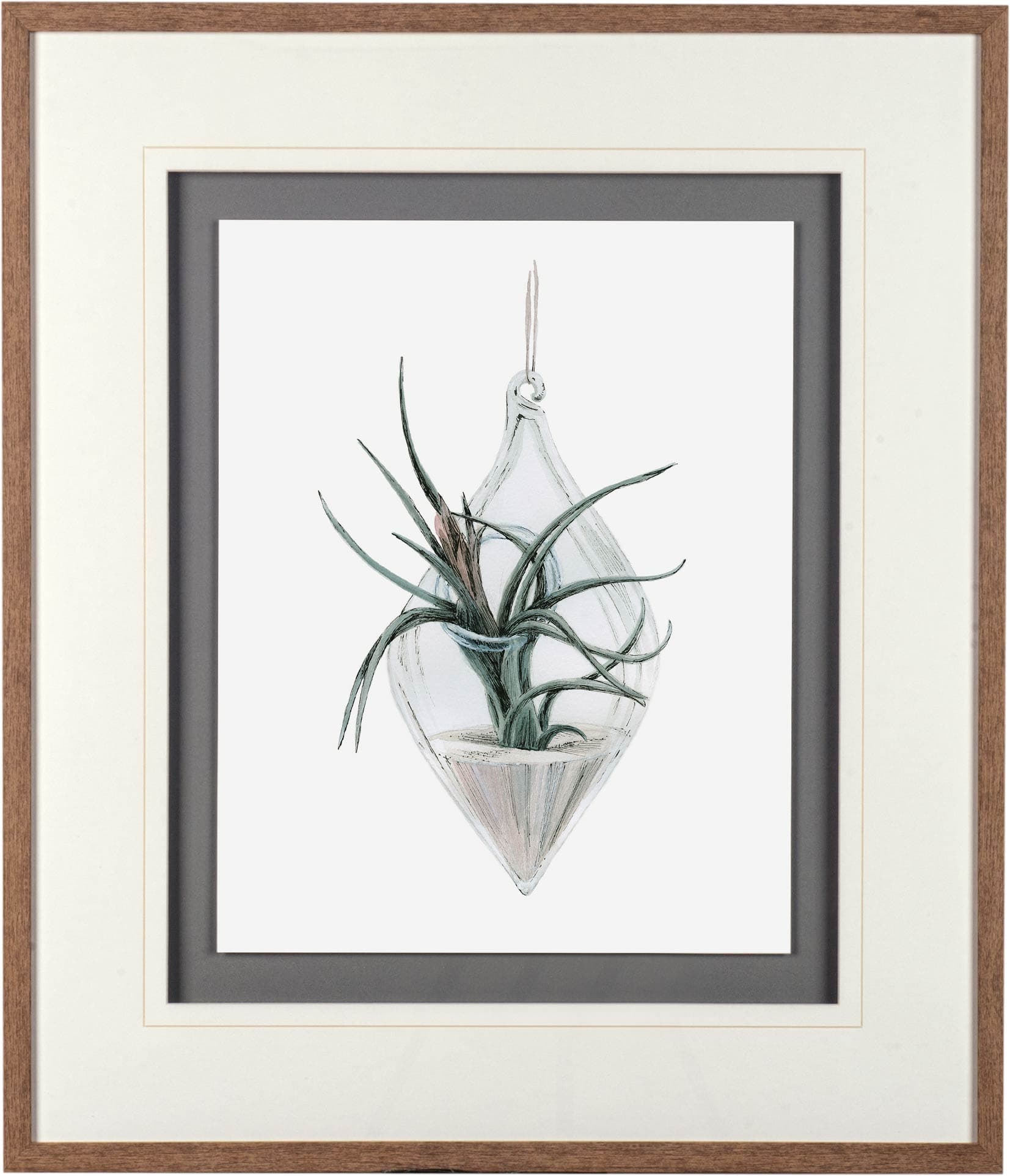 Air Plant 2 by Harvey, Brenna a Framed Art Print Matted under Glass — product photograph