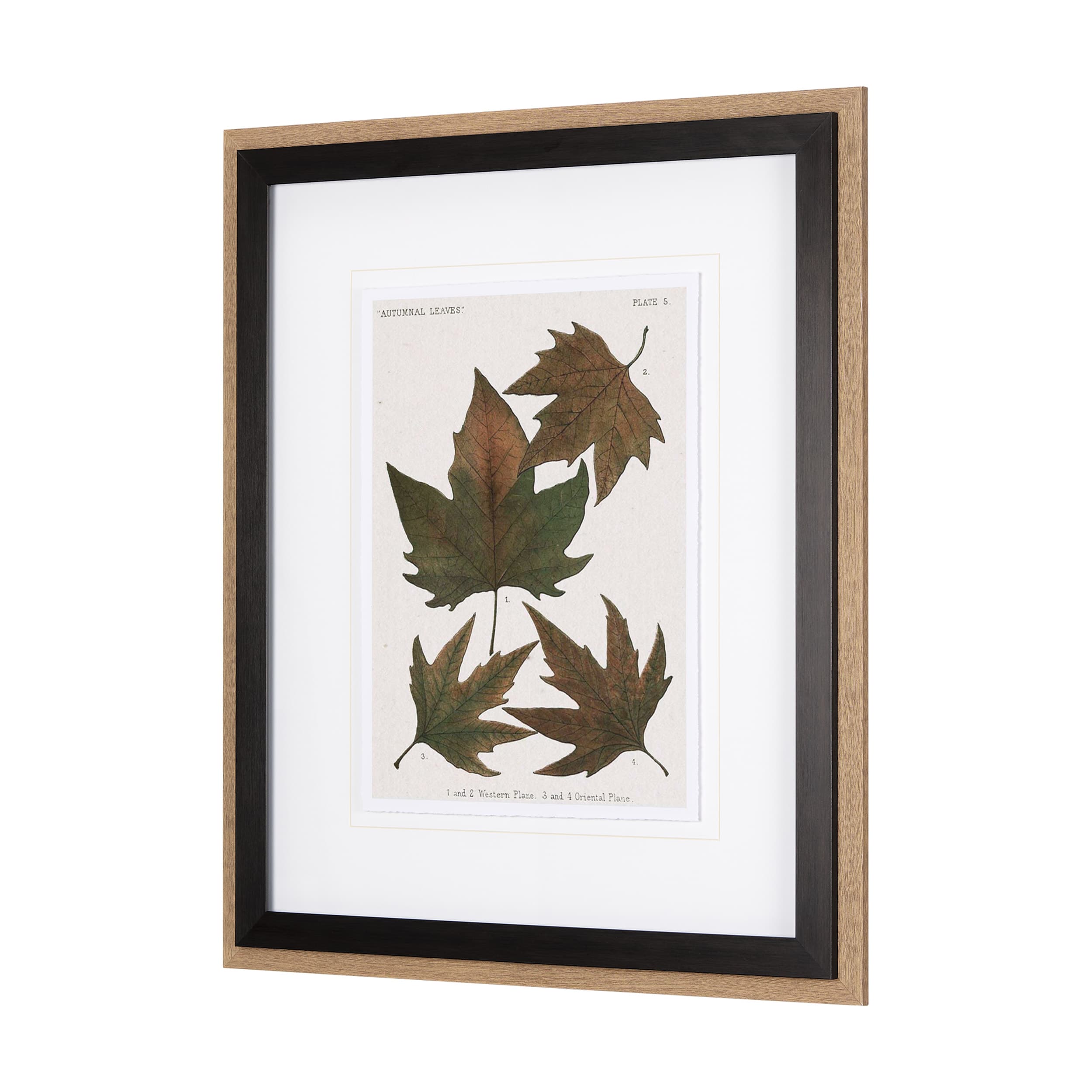 Autumnal Leaves IV by Vision Studio a Framed Art Print Matted under Glass — product photograph