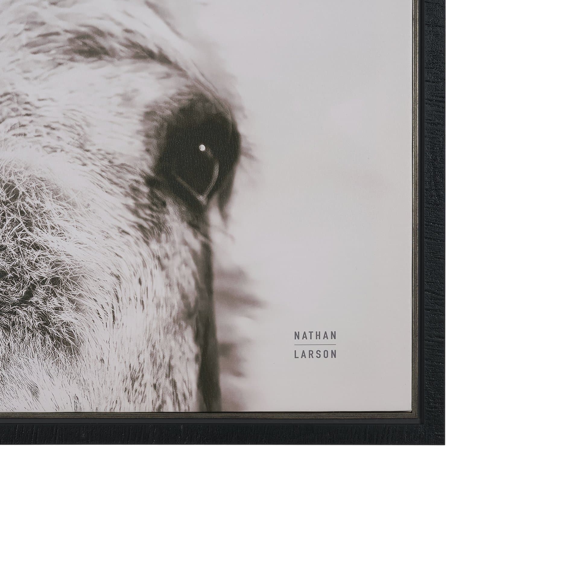 Downward Facing Donkey Sepia by Nathan Larson Textured Framed Canvas Photo Print — product photograph