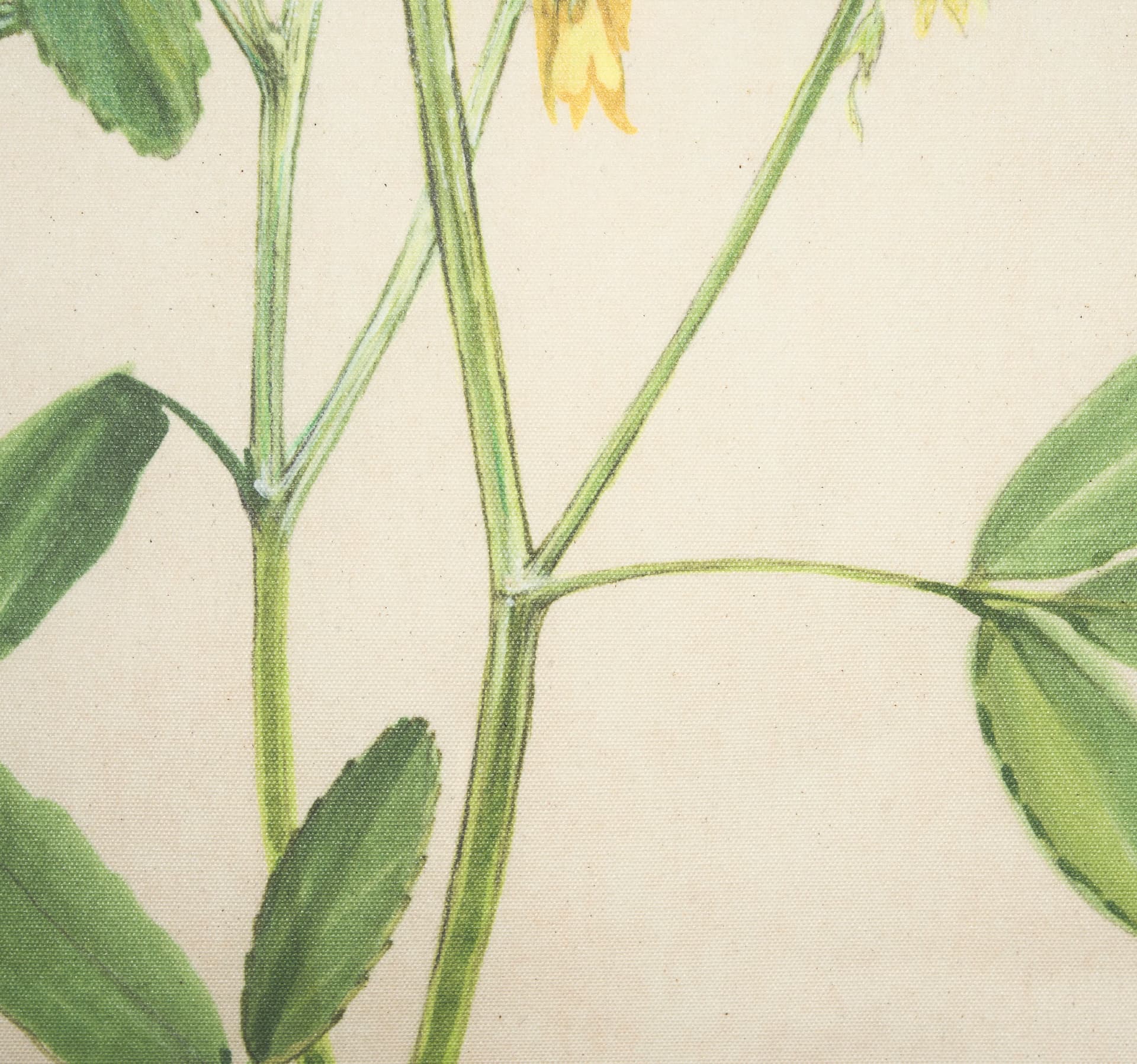 Botanical Study-Melilotus Officinalis by Mercana Studio a Hand Embelished Textured Framed Art Print — product photograph