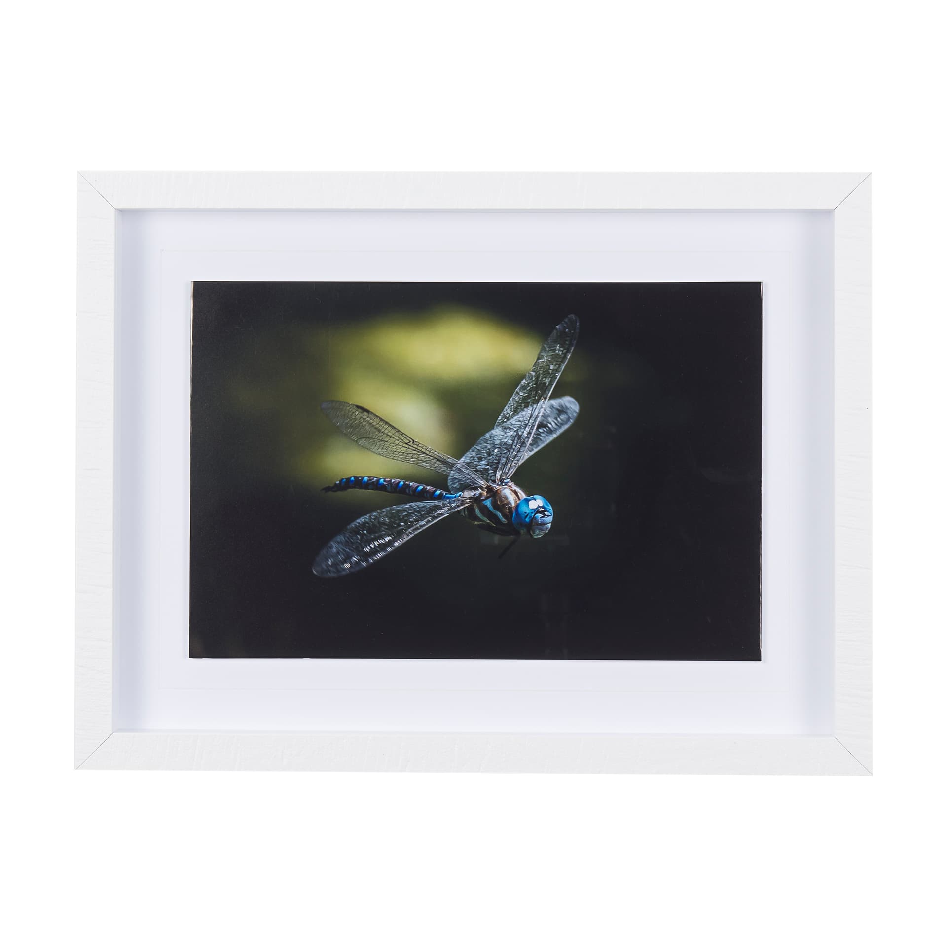 Dragon Fly by Mercana Studio a Framed Photo Art Print Matted under Glass — product photograph