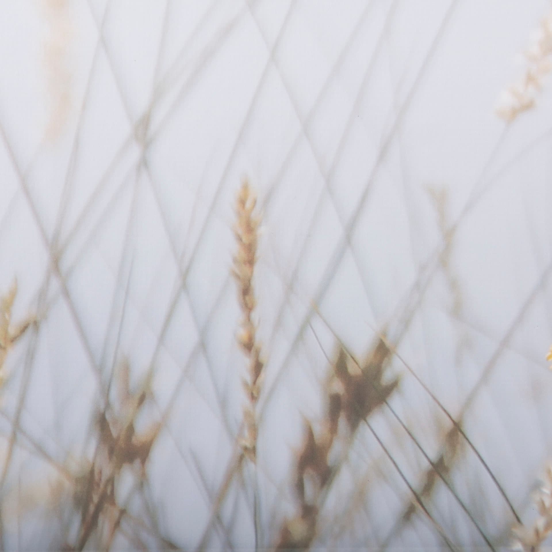 Wildflower Fade - L by Mercana Studio a Framed Photo Art Print Matted under Glass — product photograph
