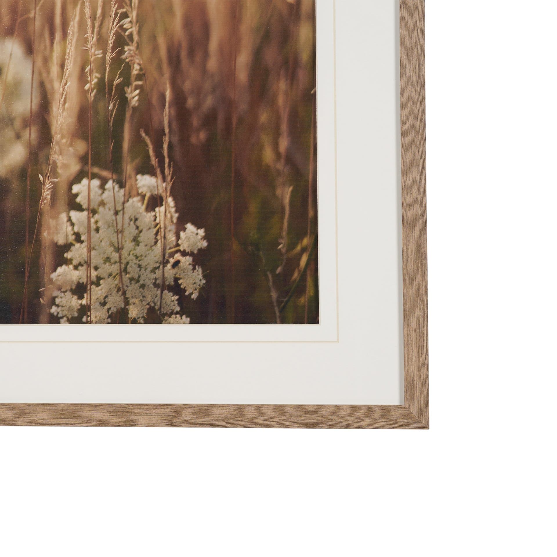 Wild Carrot Flowers by Zaira Zarotti Textured Framed Photo Print Matted under Glass — product photograph