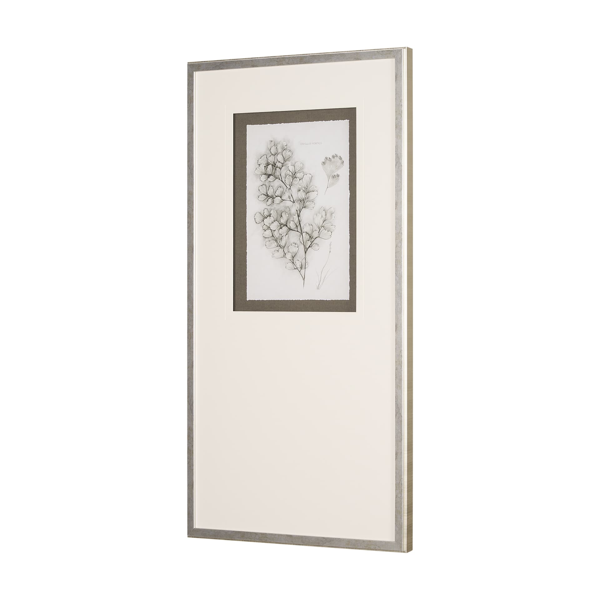 Fern Study IV (Capillus Veneris) Mercana Studio Hand Embelished Framed Art Print Matted under Glass — product photograph