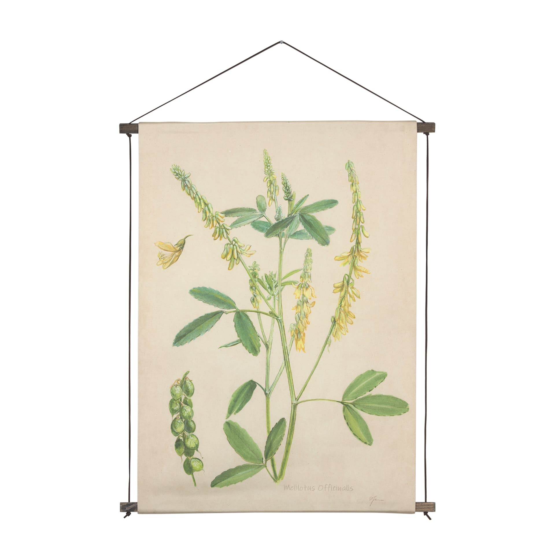 Botanical Study-Melilotus Officinalis by Mercana Studio a Hand Embelished Textured Framed Art Print — product photograph