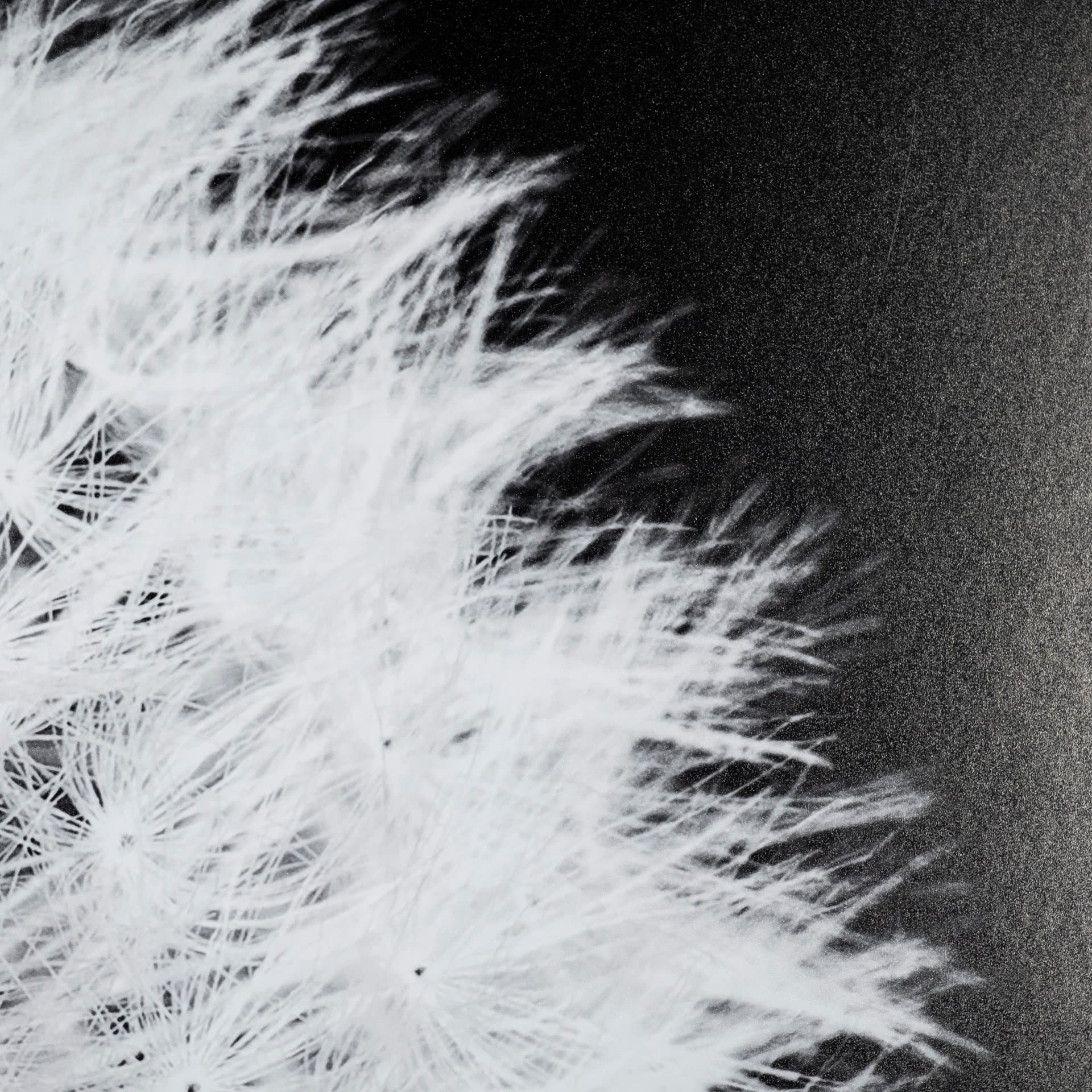 Dandelion on Black I by Aledanda a Framed Photo Art Print Matted under Glass — product photograph