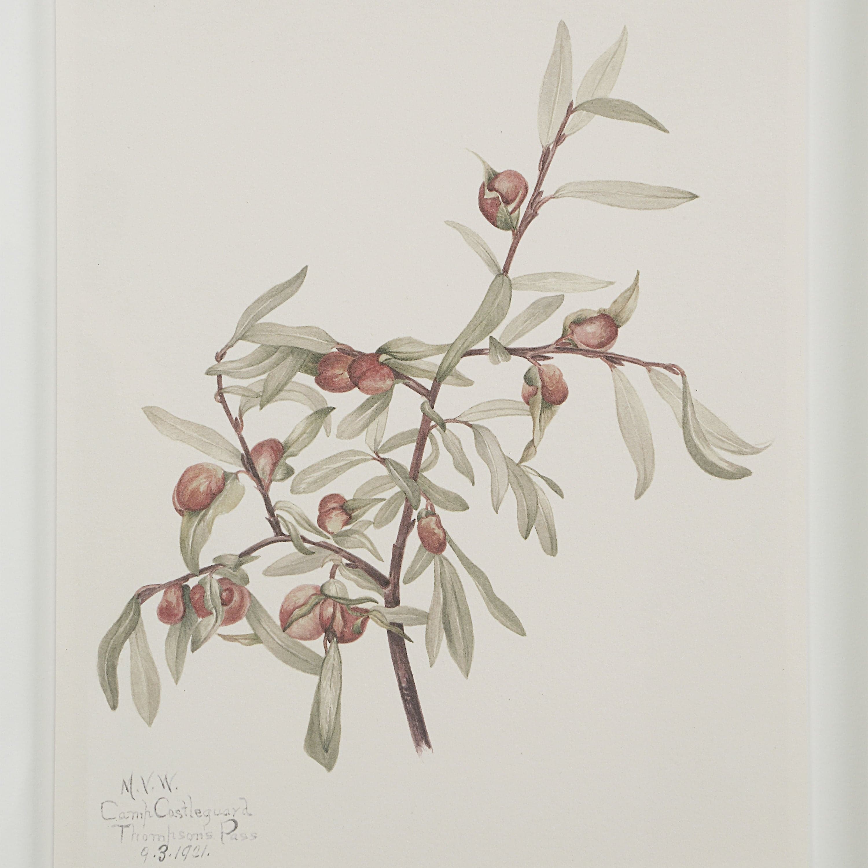 Crema — product photograph