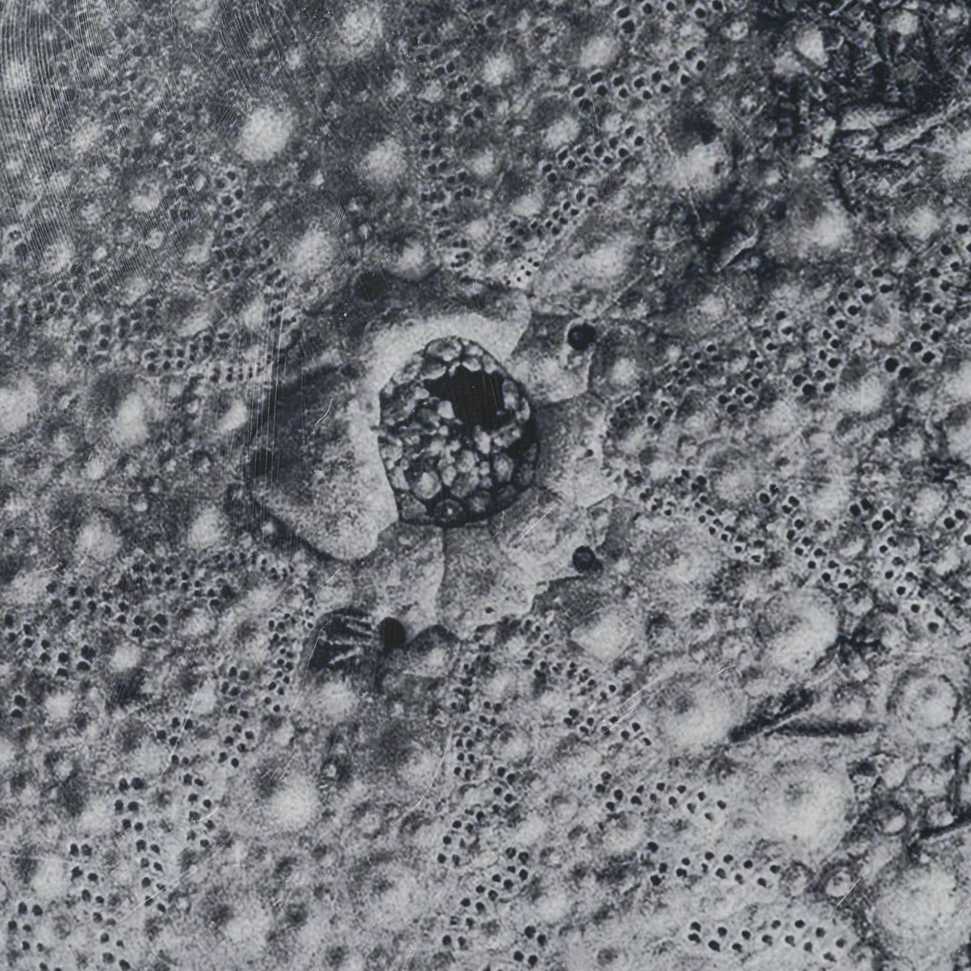 Urchin Still Life III by Nathan Larson a Hand Embellished Framed Photo Art Print Matted under Glass — product photograph