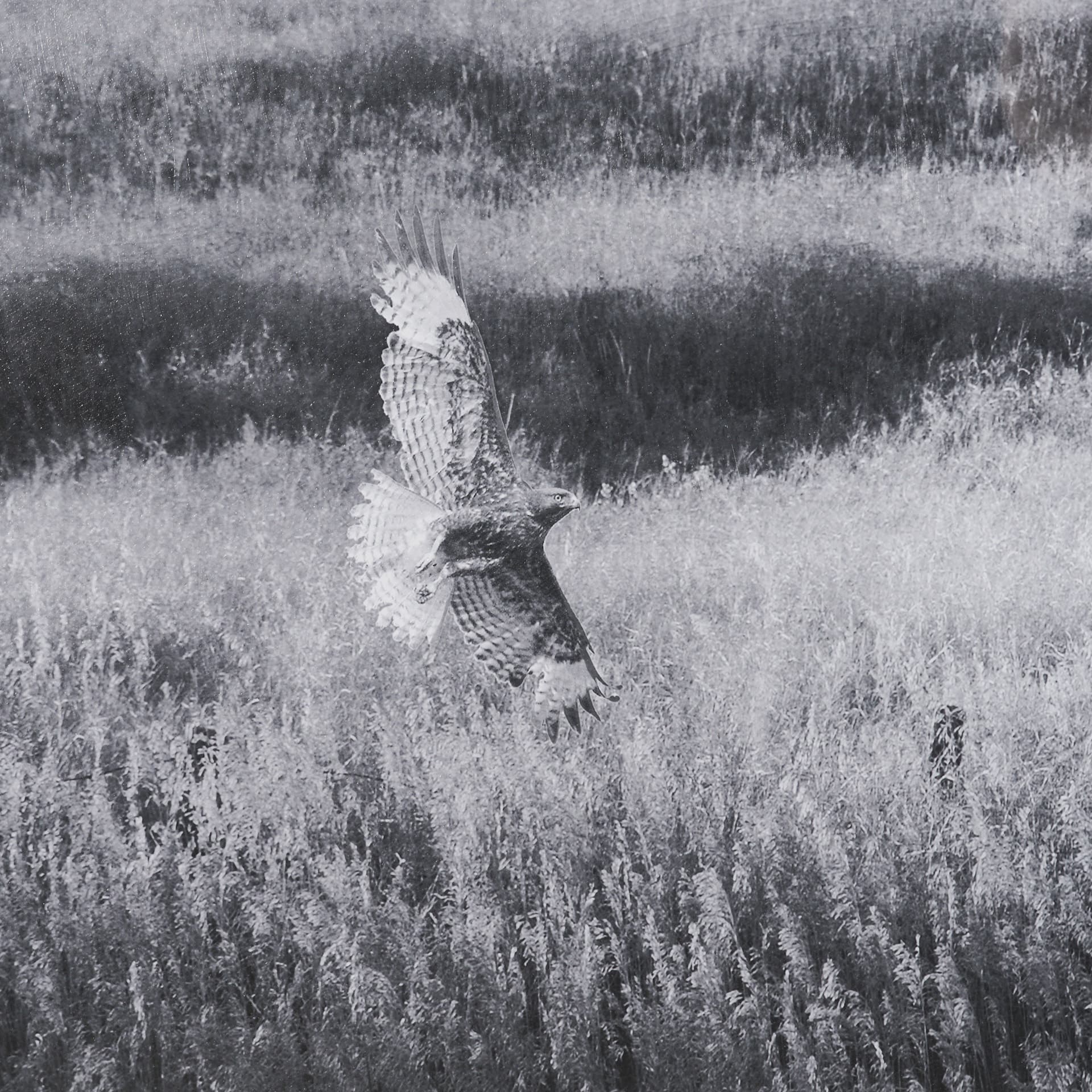 Fence Line Flight I by R. Christopher Vest Textured FramedPhoto Print Matted under Glass — product photograph