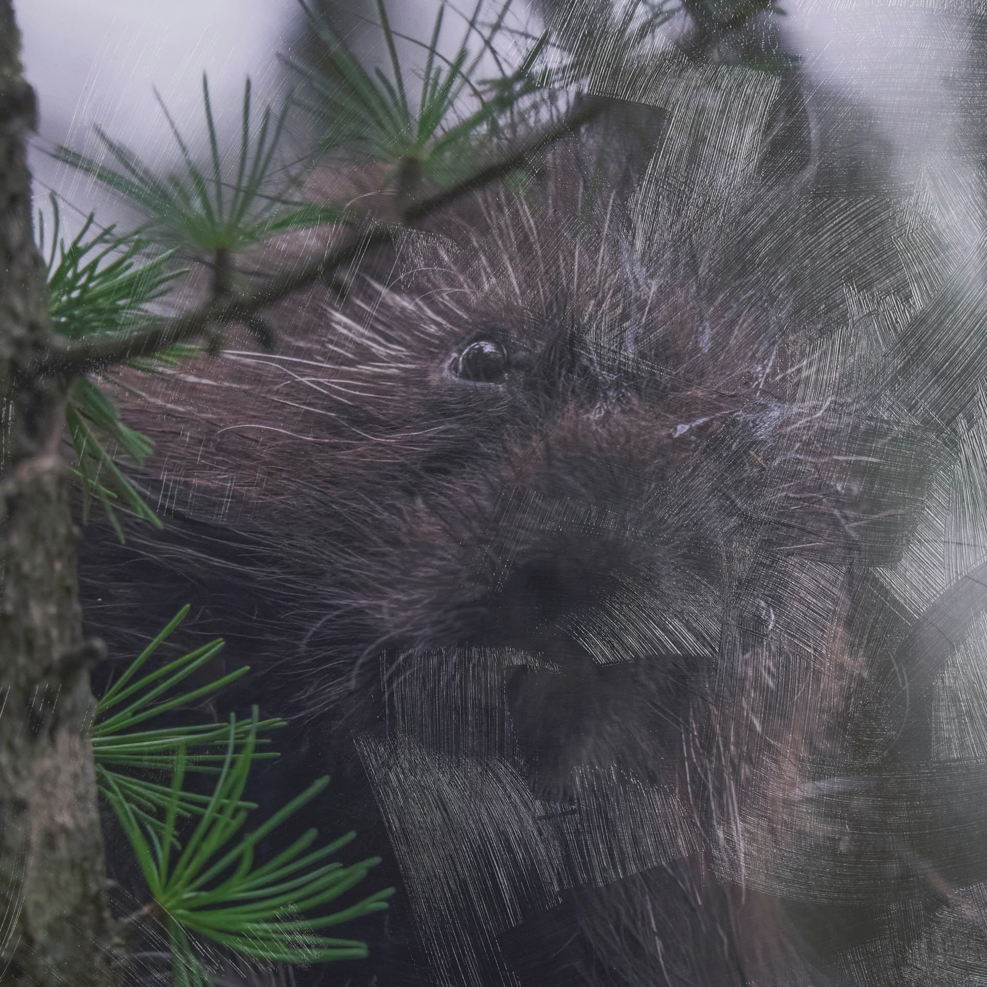 Porcupine Visit by Chad Mackay a Hand Embellished Framed Photo Art Print Matted under Glass — product photograph