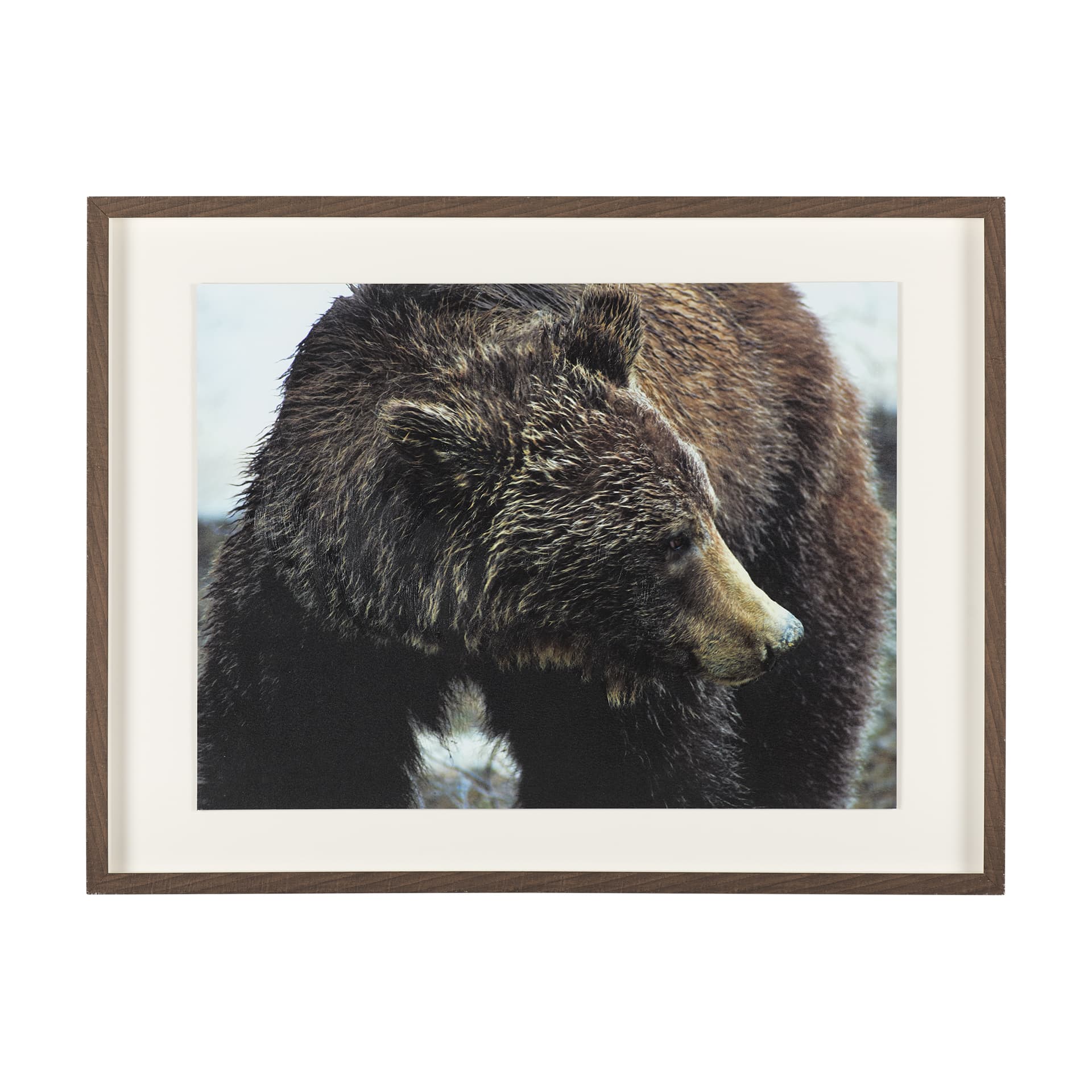 Grizzly Bear by Chad Mackay a Hand Embellished Textured Framed Photo Art Print Matted under Glass — product photograph