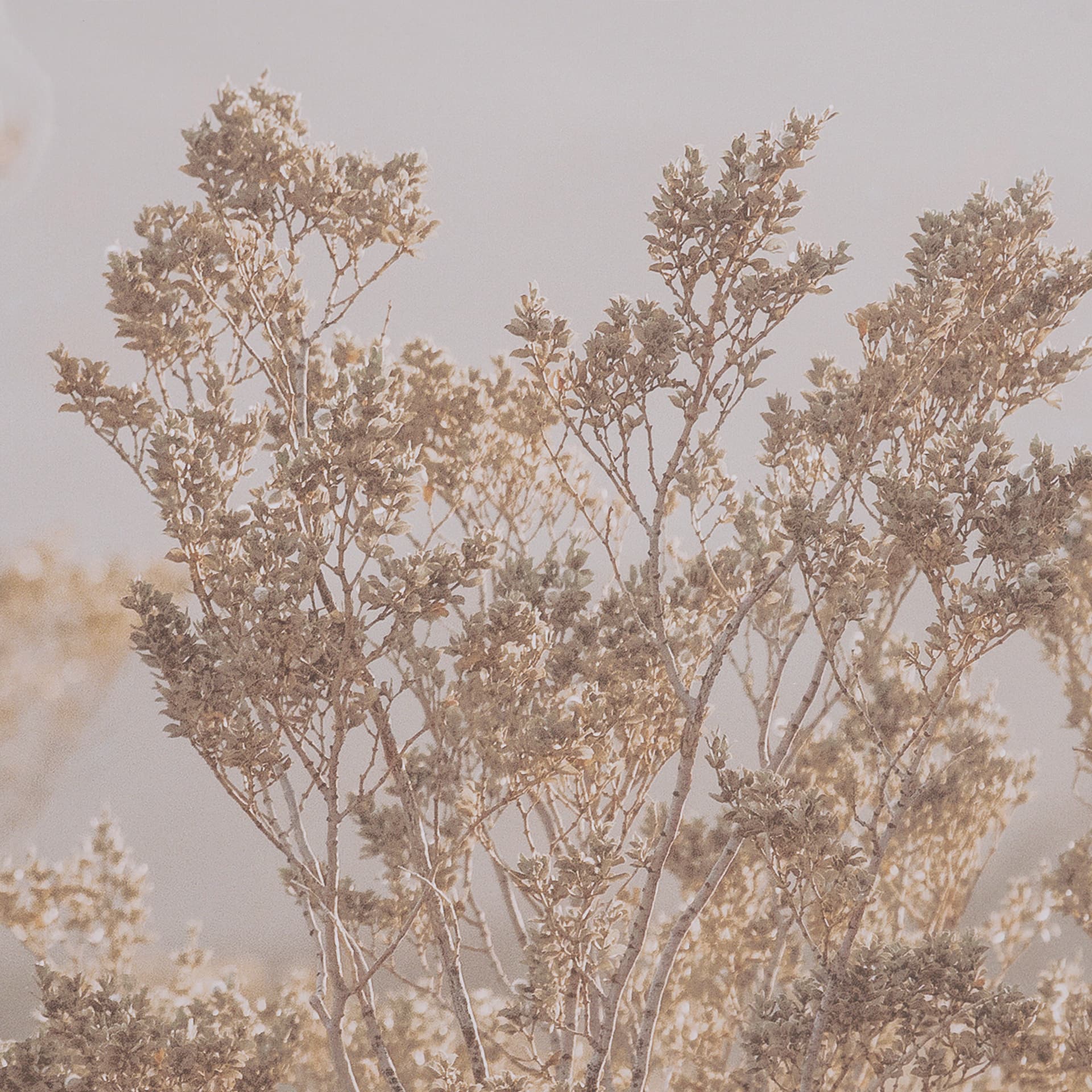Big Bend National Park by Nathan Larson FramedPhoto Print Matted under Glass — product photograph