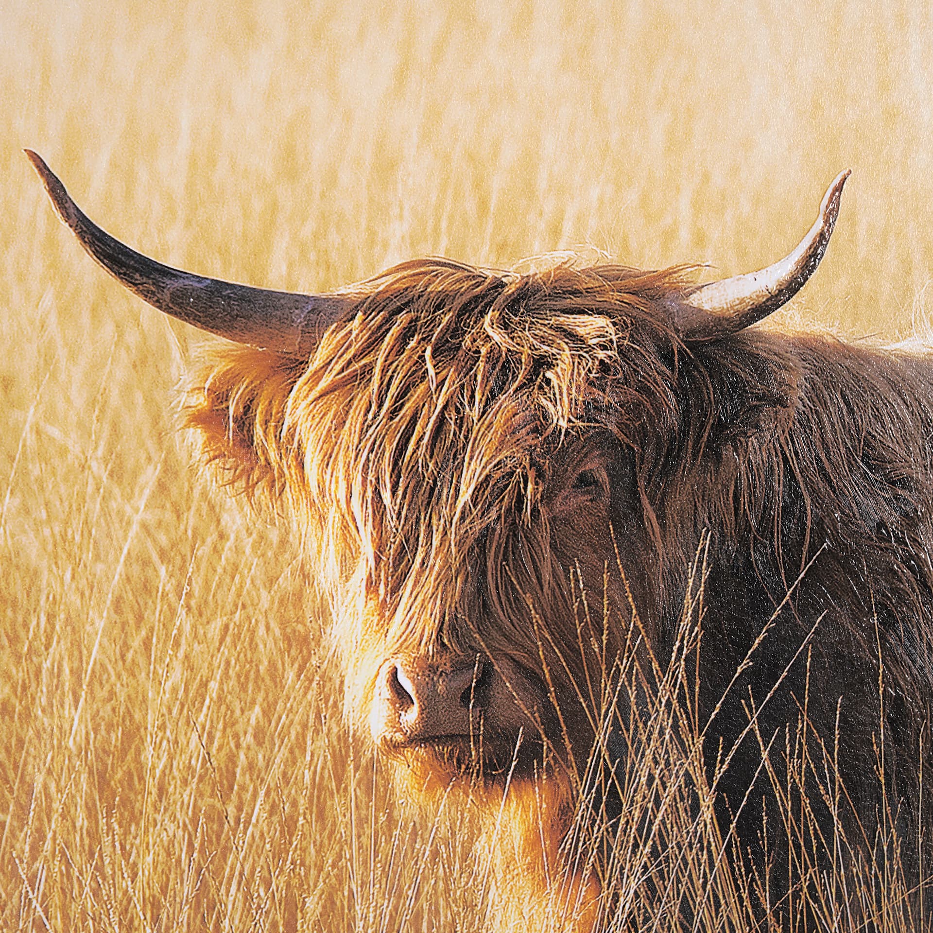 Young and Old Highlander by Mercana Studio Hand Embellished Framed Photo Art Print Matted under Glas — product photograph