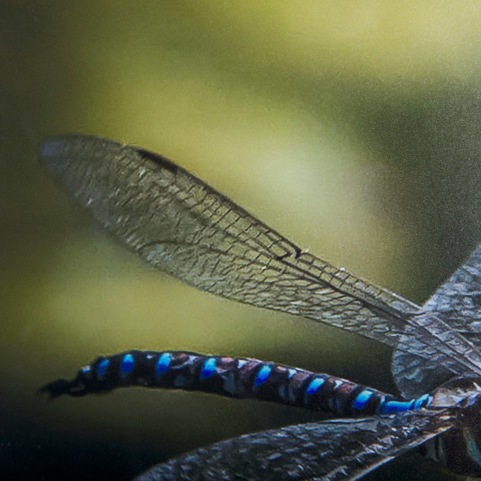 Dragon Fly by Mercana Studio a Framed Photo Art Print Matted under Glass — product photograph
