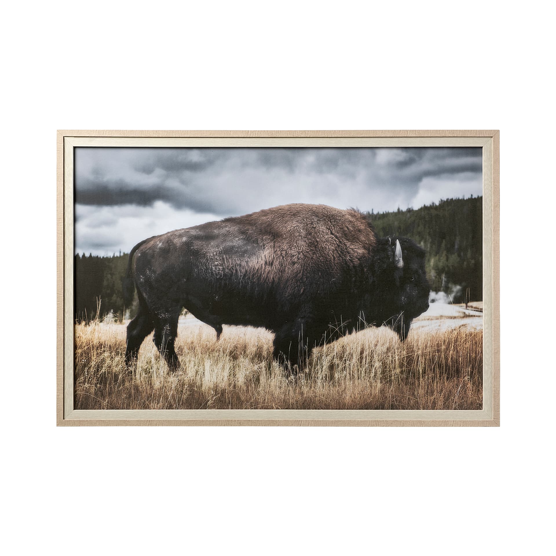 Yellowstone Bison by Dunker a Framed Photo Art Print Matted under Glass — product photograph