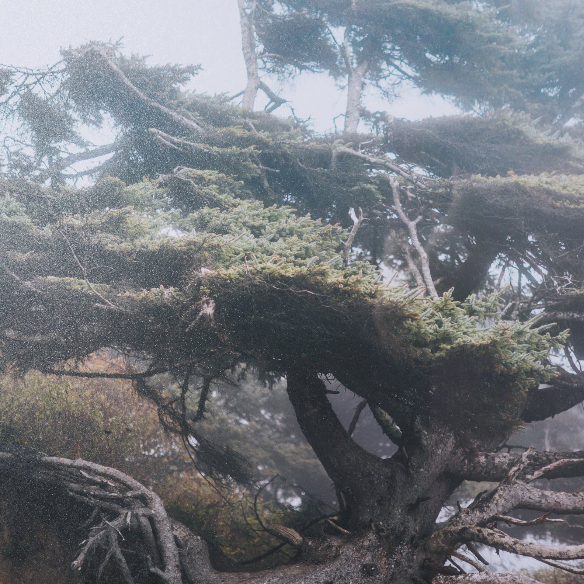 Tree of Life by Stefan and Audrey Textured Framed Photo Print Matted under Glass — product photograph