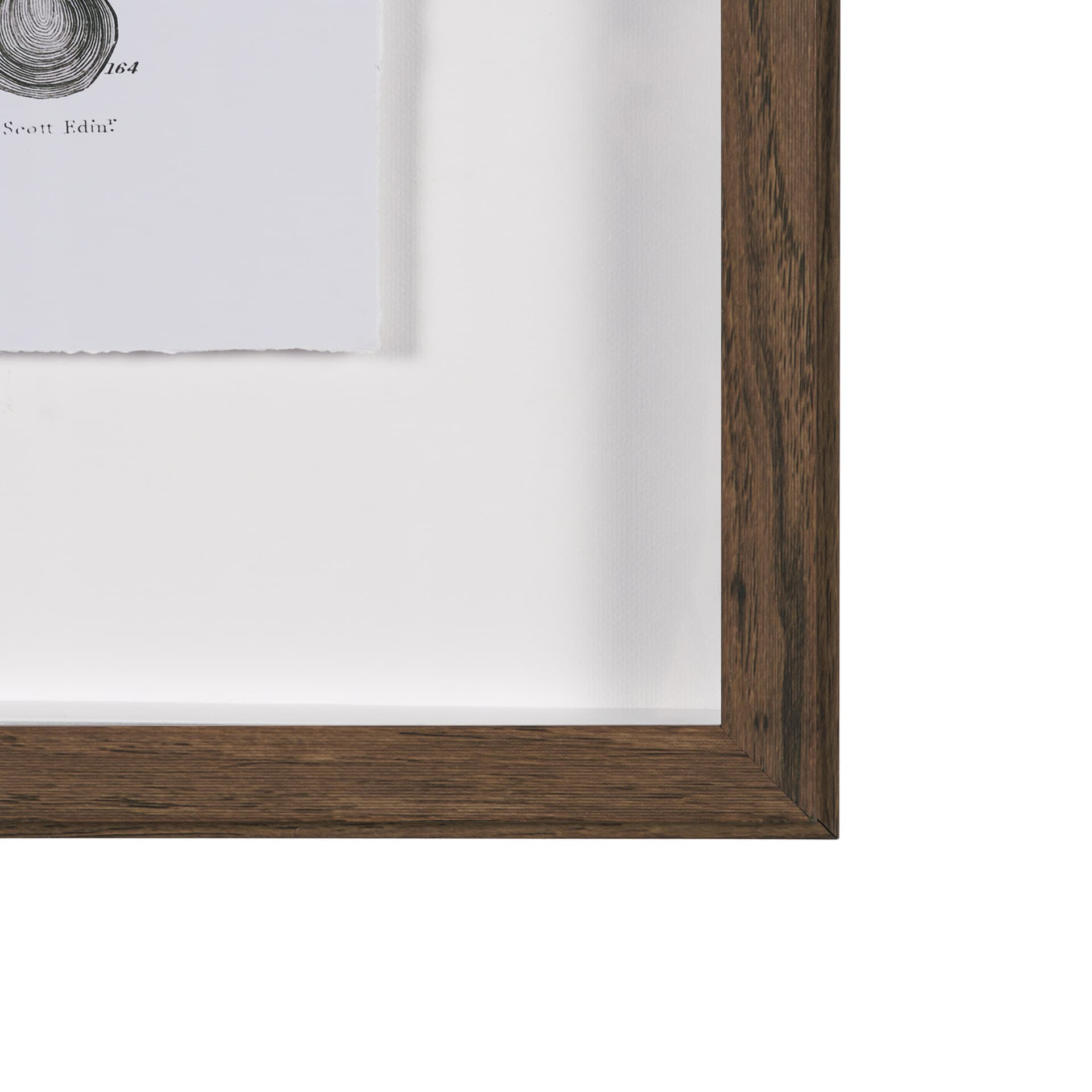Sealife III by Oliver Goldsmith a Hand Embellished Framed Art Print Matted under Glass — product photograph