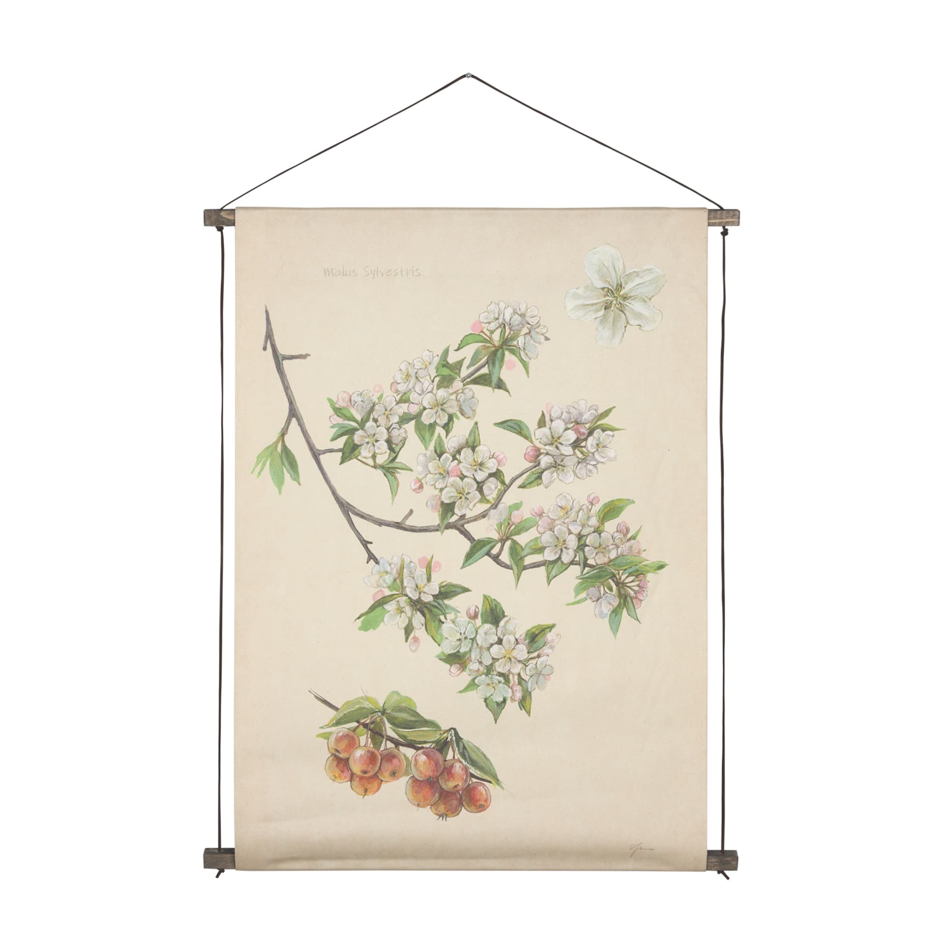 Botanical Study-Malus Sylvestris by Mercana Studio a Hand Embelished Textured Framed Art Print — product photograph