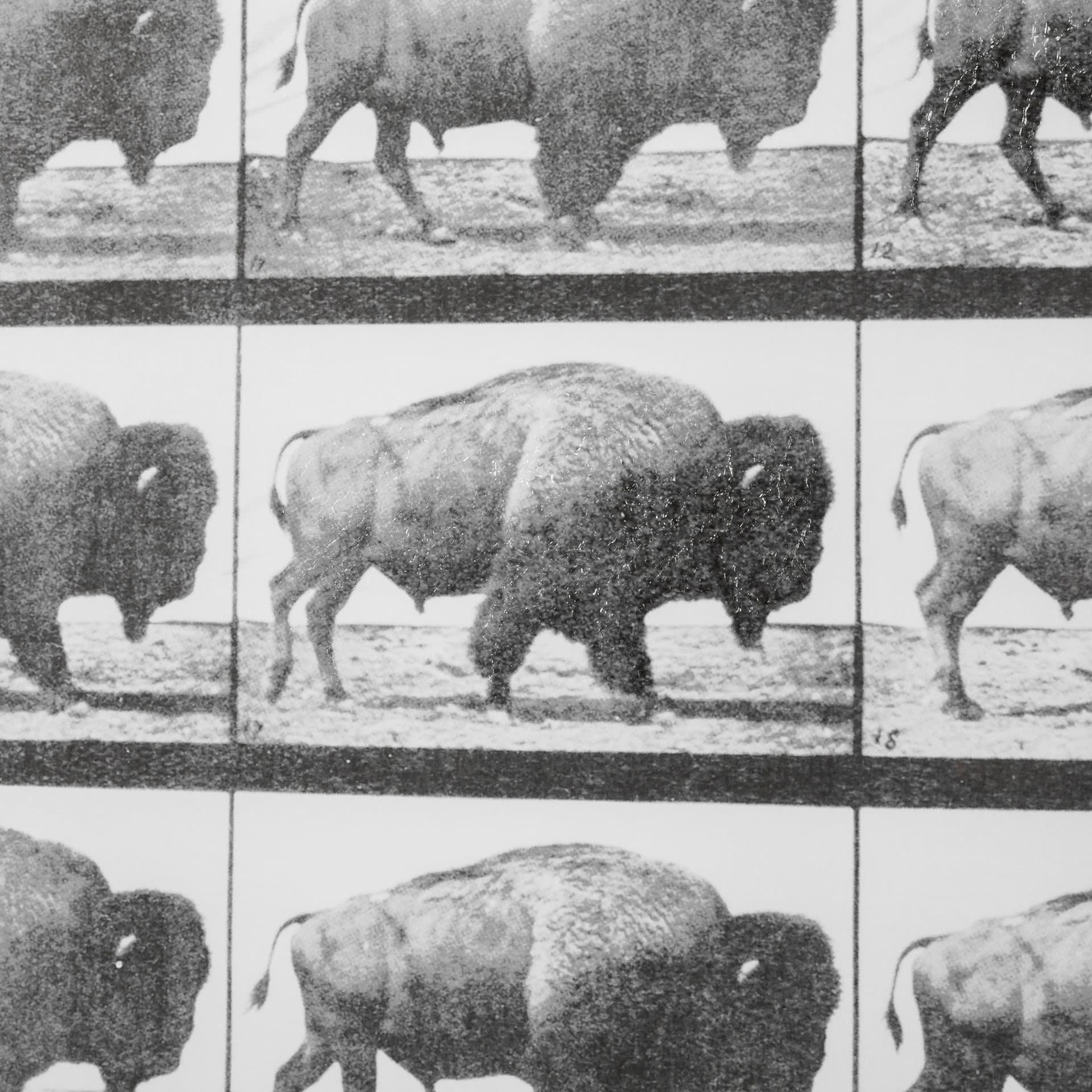 Buffalo Walking by Eadweard Muybridge Hand Embellished Textured Framed Art Print Matted under Glass — product photograph