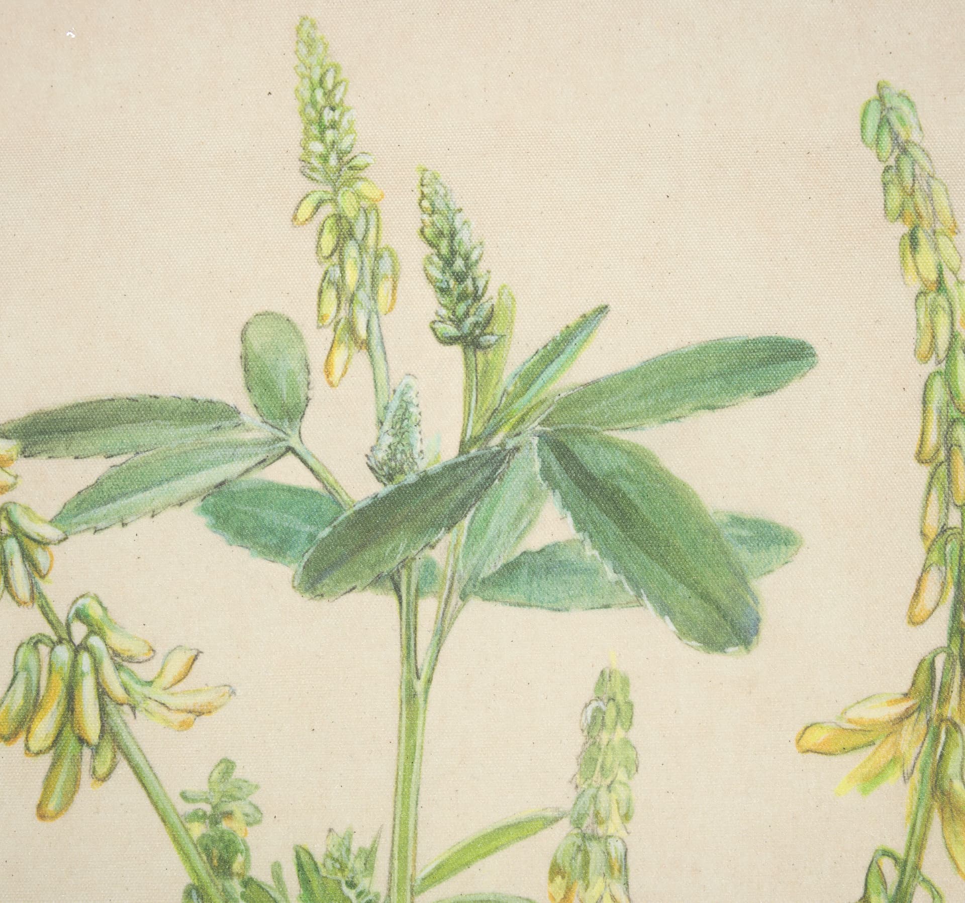 Botanical Study-Melilotus Officinalis by Mercana Studio a Hand Embelished Textured Framed Art Print — product photograph