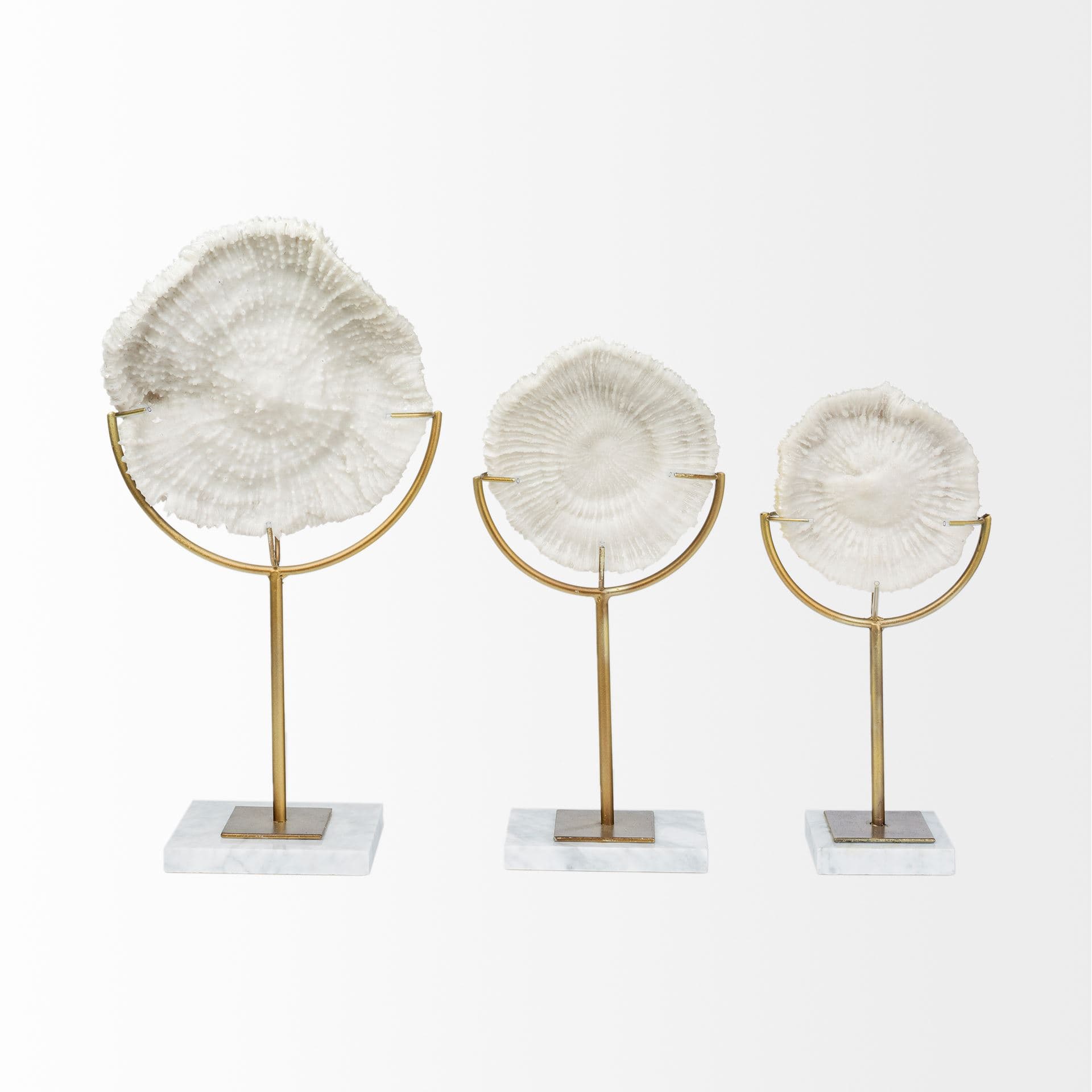 Sandy III (Large) 8L x 4W White Coastal Sand Dollar Object — product photograph