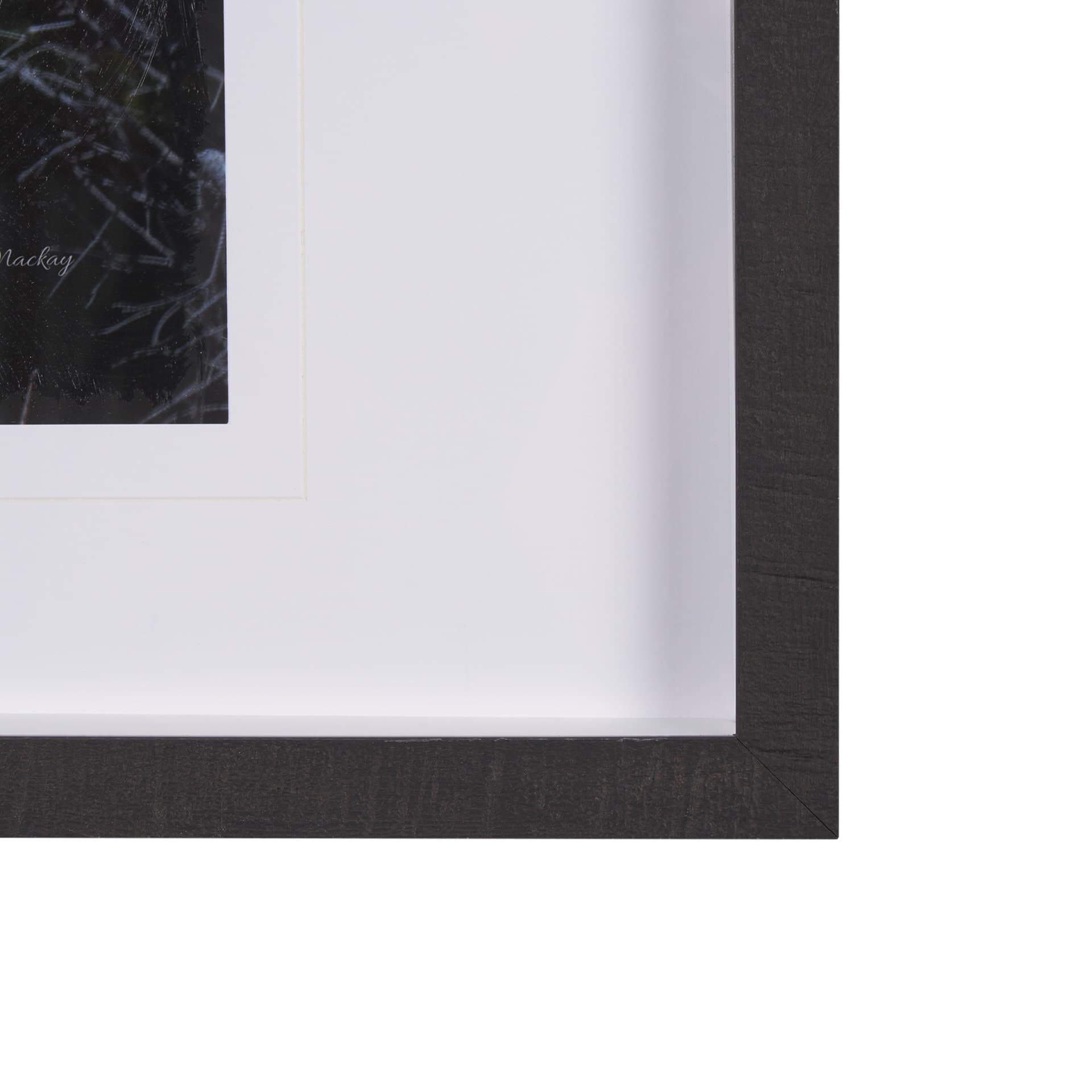Cautious Gaze by Chad Mackay a Hand Embellished Framed Photo Art Print Matted under Glass — product photograph