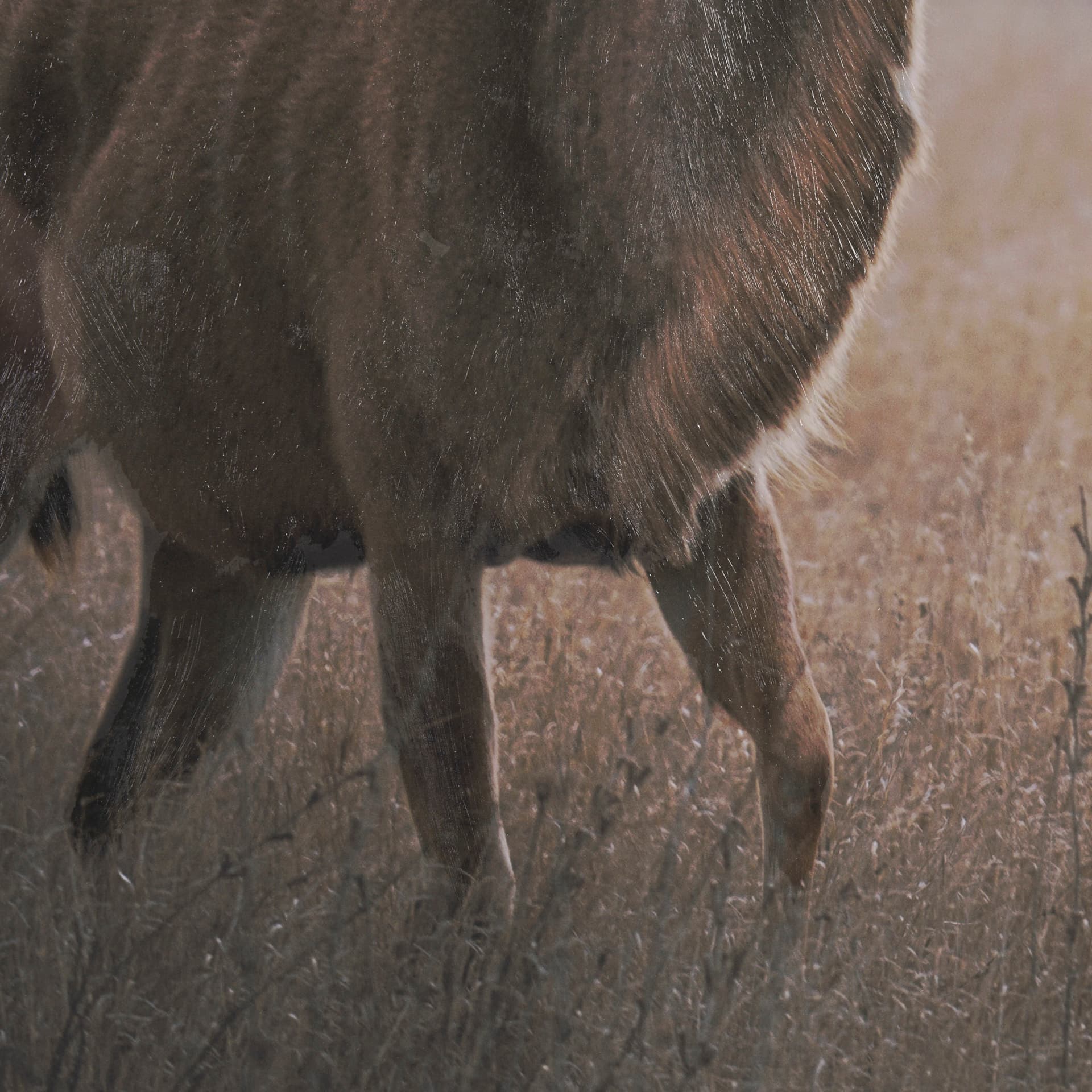 Kudu Bull by Sharon Vardy a Hand Embellished Framed Photo Art Print Matted under Glass — product photograph
